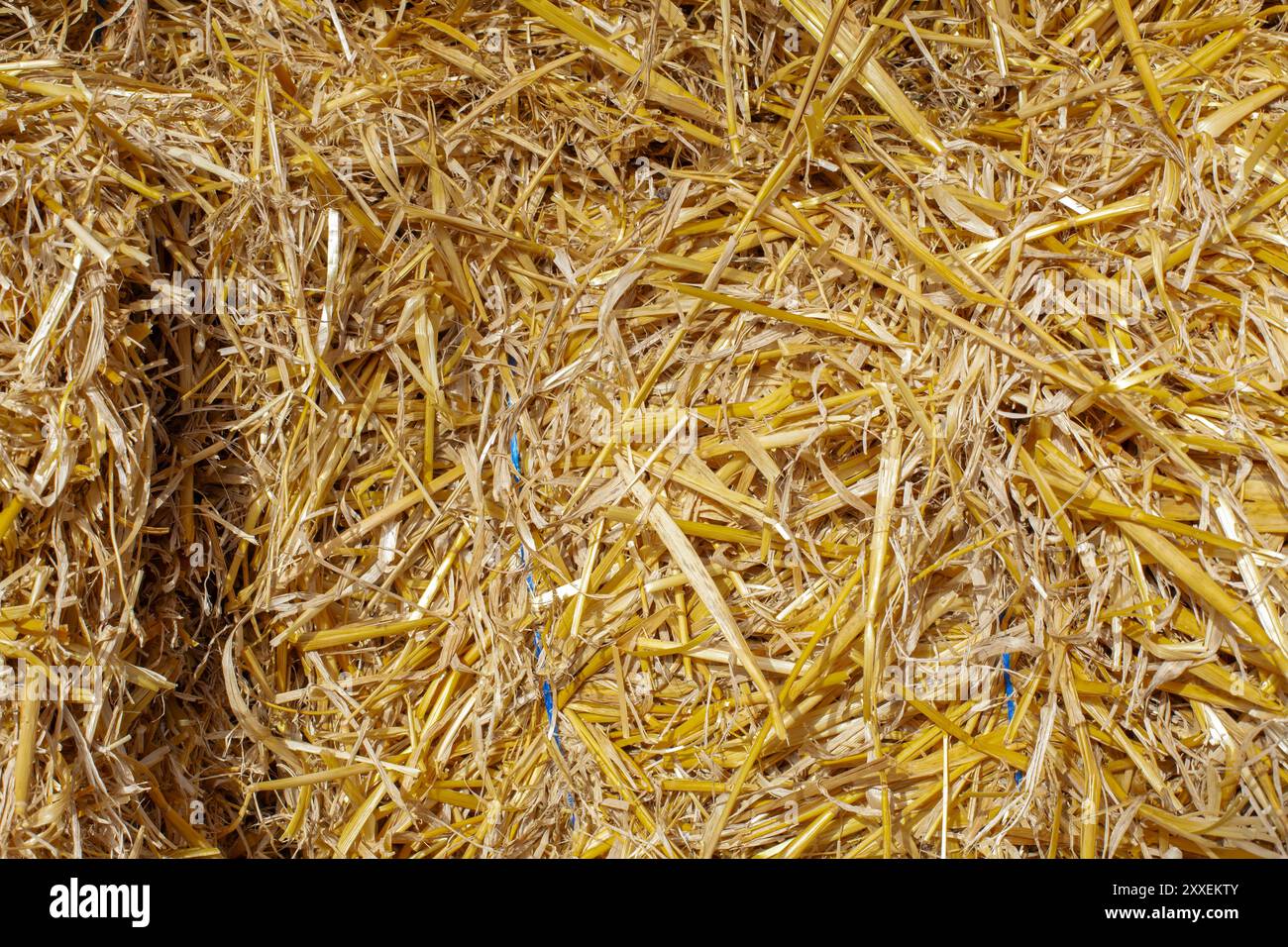 Consistenza del fieno paglierino giallo alla luce del sole. Foto Stock