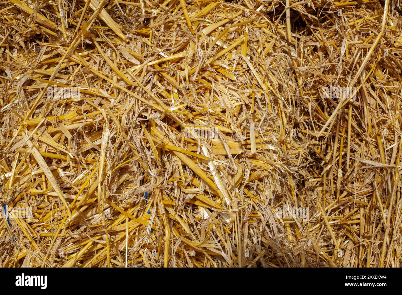 Primo piano della consistenza dorata del fieno paglia alla luce del sole. Sfondo rurale. Foto Stock