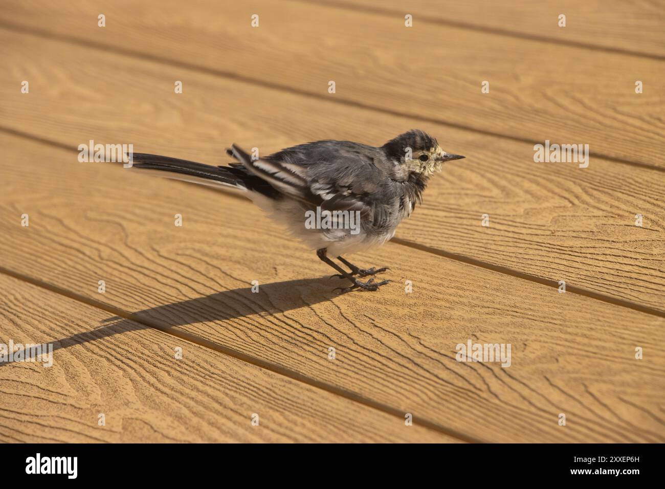 Coda di cavallo mediterranea (Motacilla Alba) Pied Wagtail, su tavole di legno. Galles occidentale Foto Stock