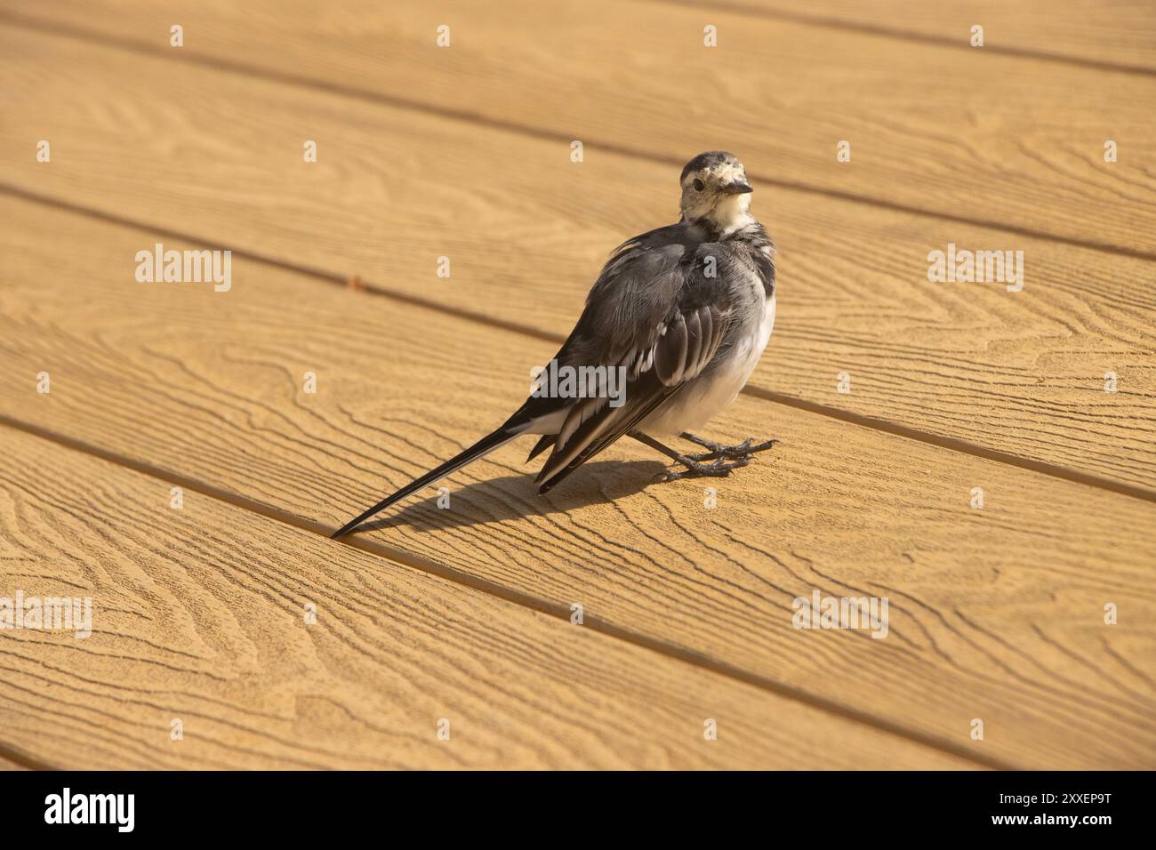 Coda di cavallo mediterranea (Motacilla Alba) Pied Wagtail, su tavole di legno. Galles occidentale Foto Stock