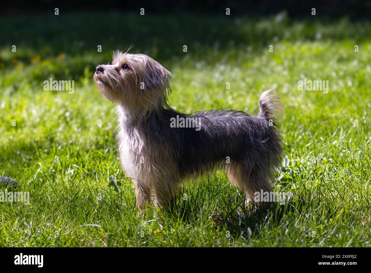 Yorkshire terrier in piedi in erba alta Foto Stock