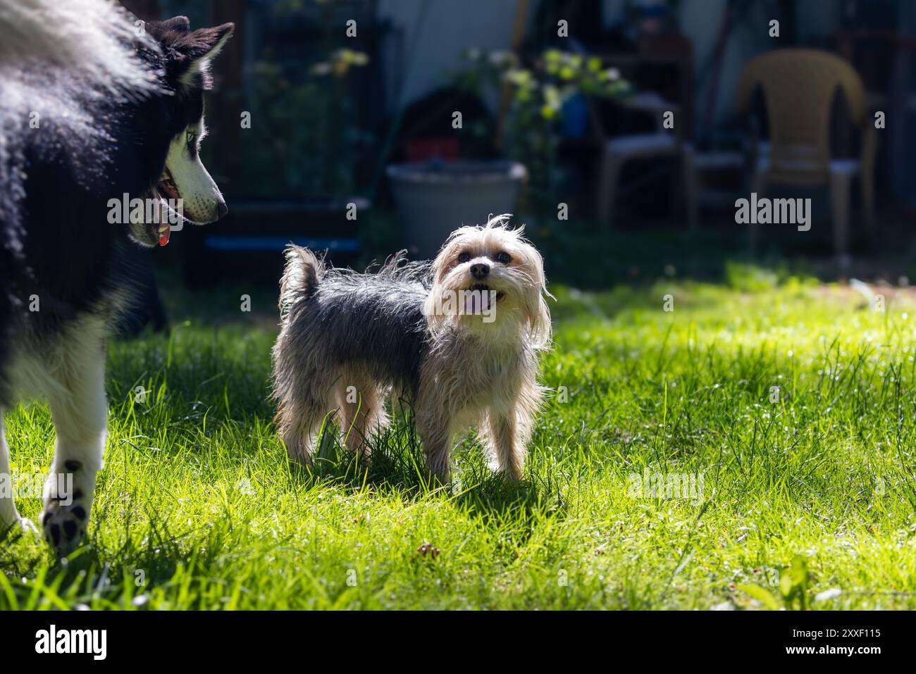 Yorkie sorride vicino a Husky in erba Foto Stock