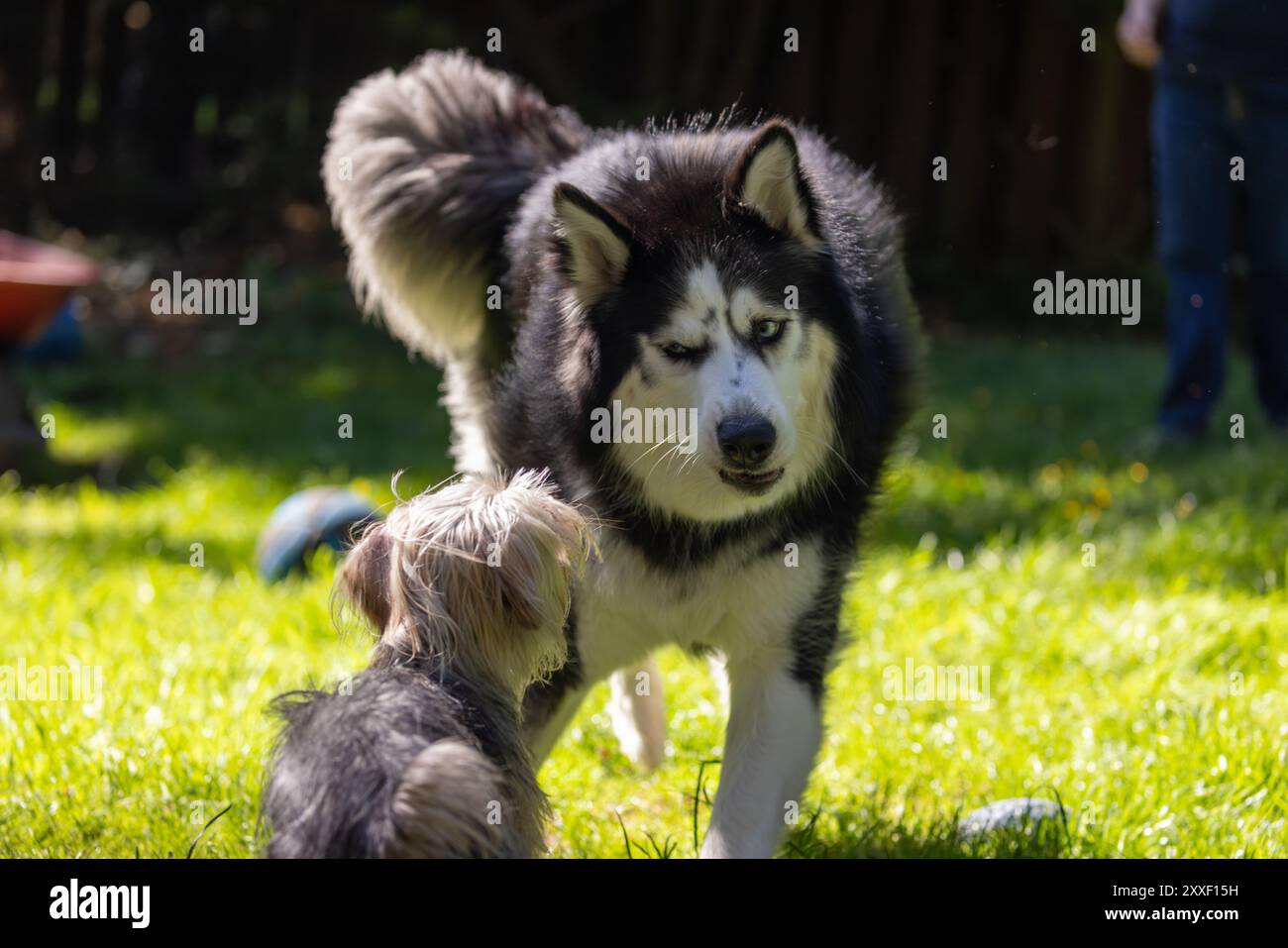 Husky che fa facce e gioca con Yorkie Foto Stock
