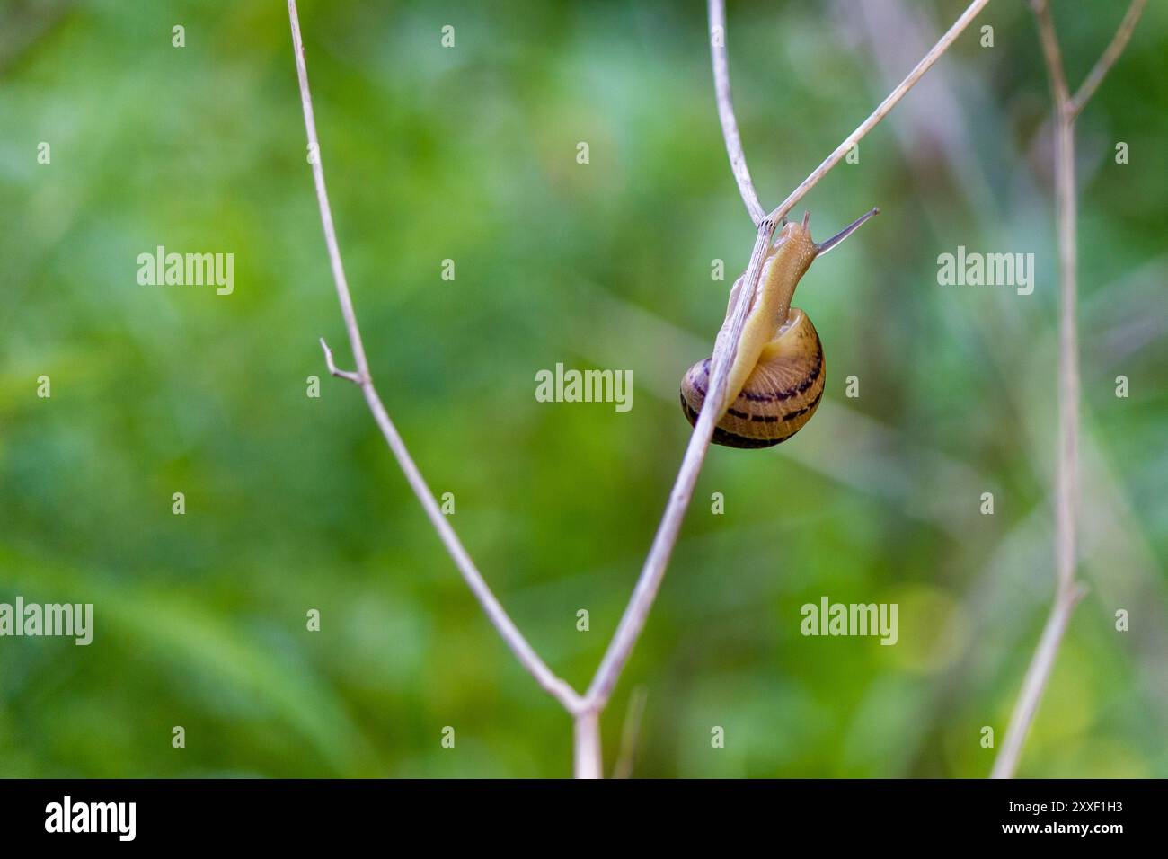 una piccola lumaca selvatica sull'erba con gocce di rugiada Foto Stock