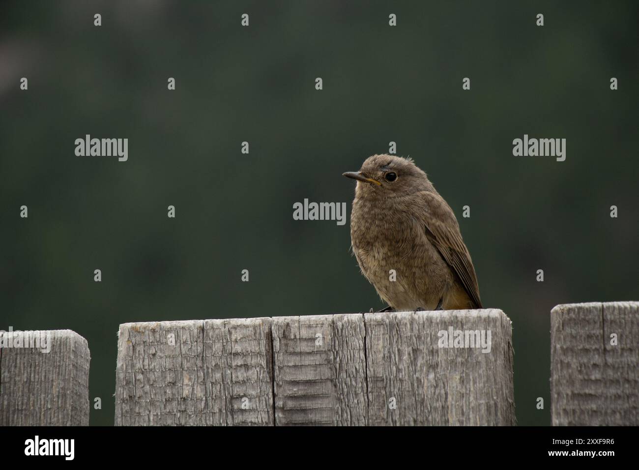 Carino Black Redstart ad Auronzo di Cadore, Italia Foto Stock