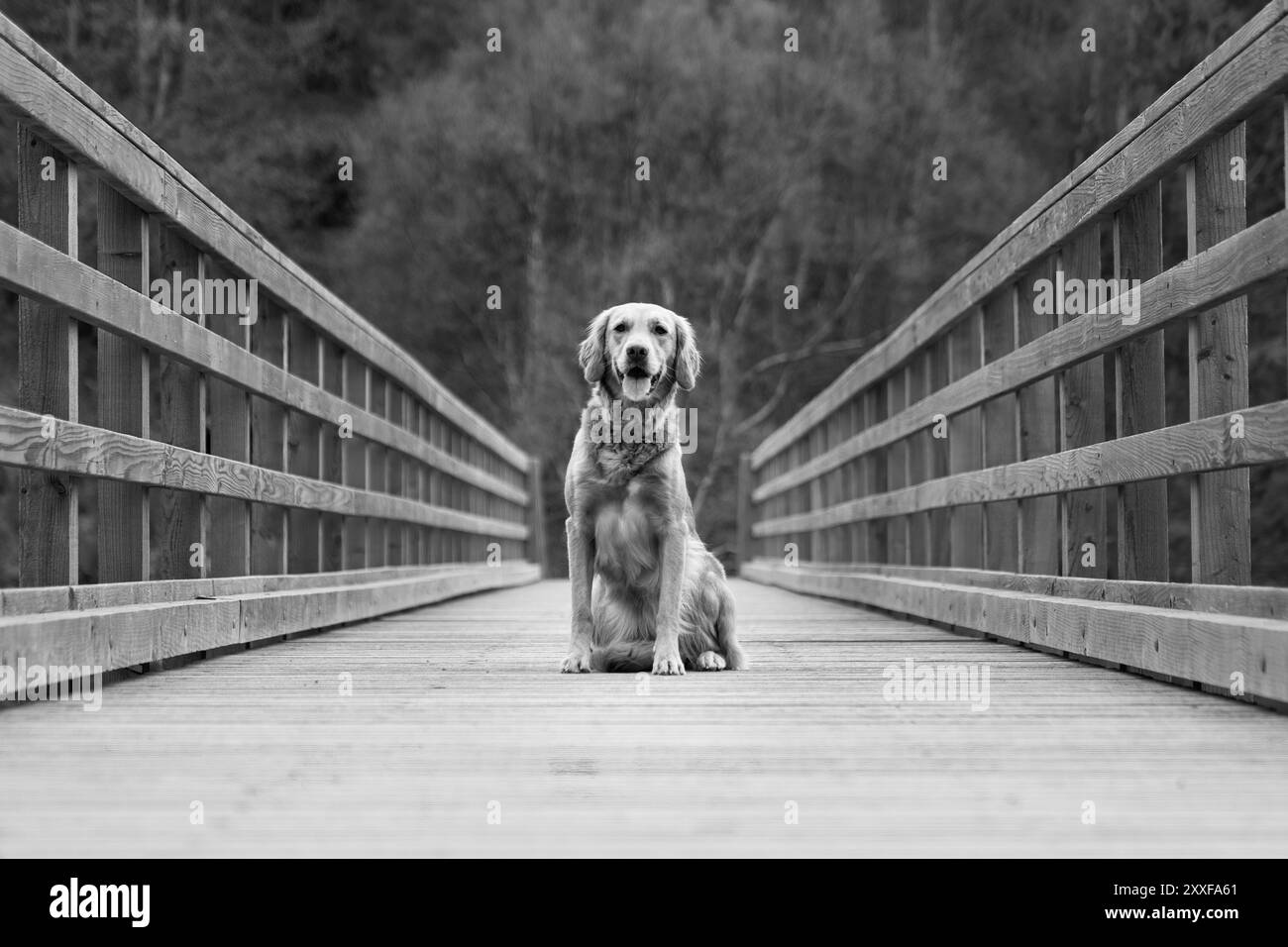 Ritratto in bianco e nero di un Golden Retriever su un ponte di legno in una foresta Foto Stock