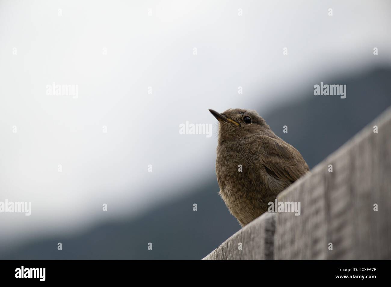 Carino Black Redstart ad Auronzo di Cadore, Italia Foto Stock