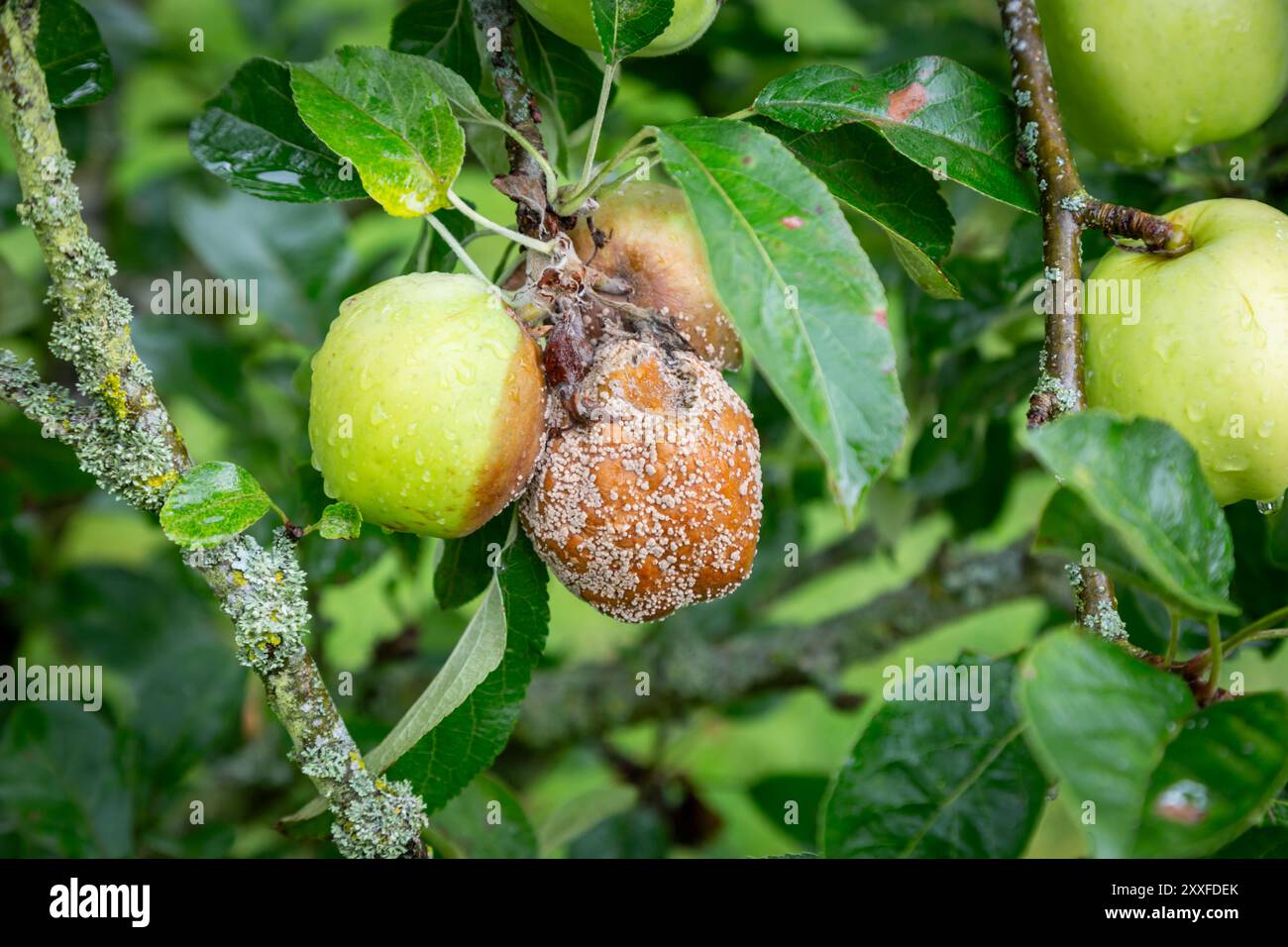 Primo piano di mele che crescono in un piccolo frutteto biologico con marciume marrone attaccante, Regno Unito. 2024 Foto Stock
