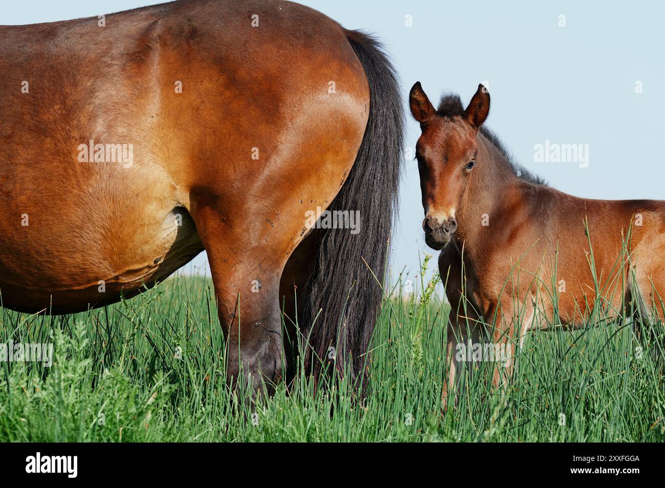 Rear of A Mare and Foal New Forest Ponies, Stanpit Marsh Regno Unito Foto Stock