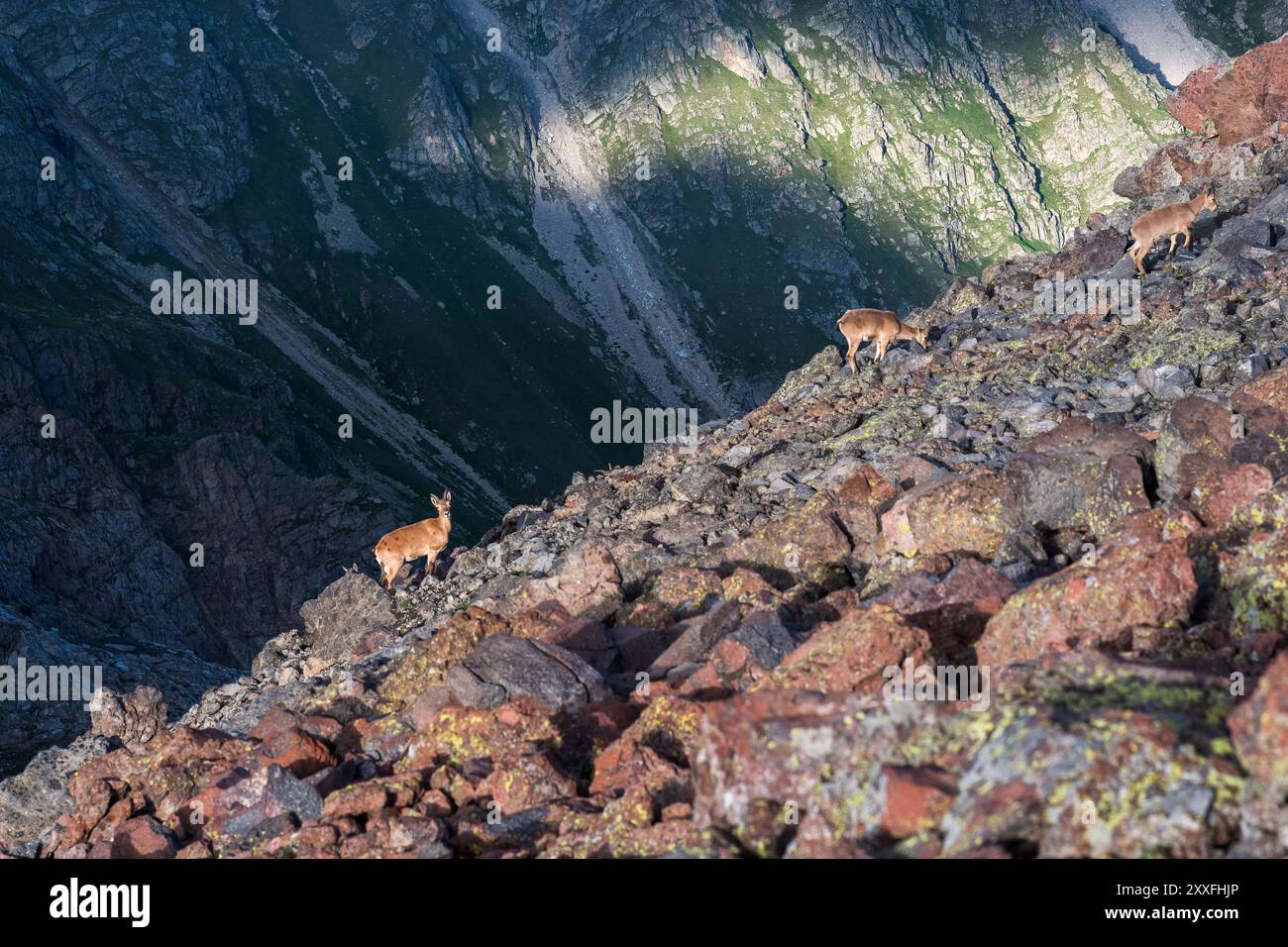 capre selvatiche di montagna erba caucasica su un ghiacciaio roccioso con un pendio di montagna sullo sfondo Foto Stock
