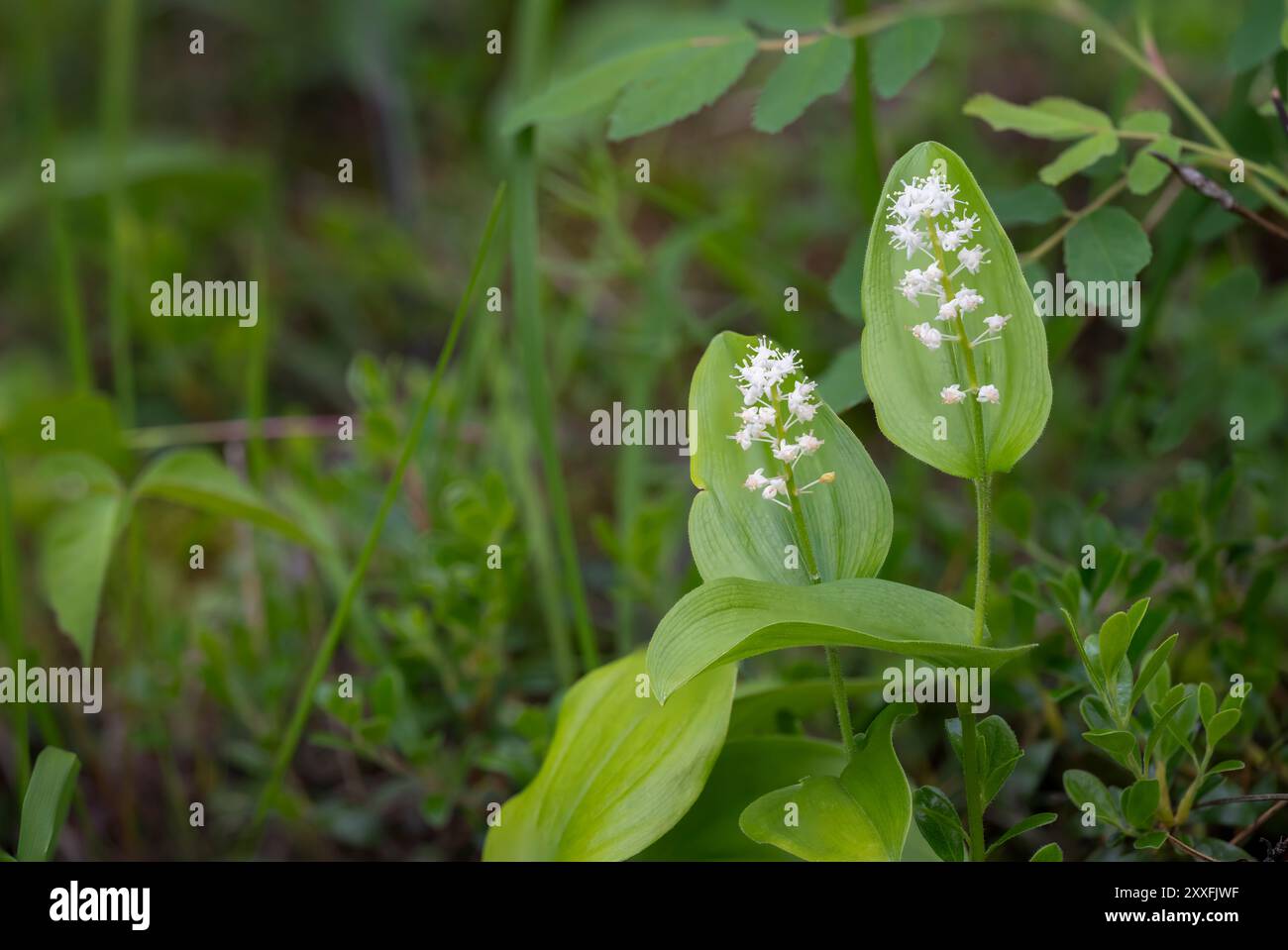 La pianta Canada Mayflower con fiori nella foresta di Libau, vicino a Libau, Manitoba, Canada. Foto Stock