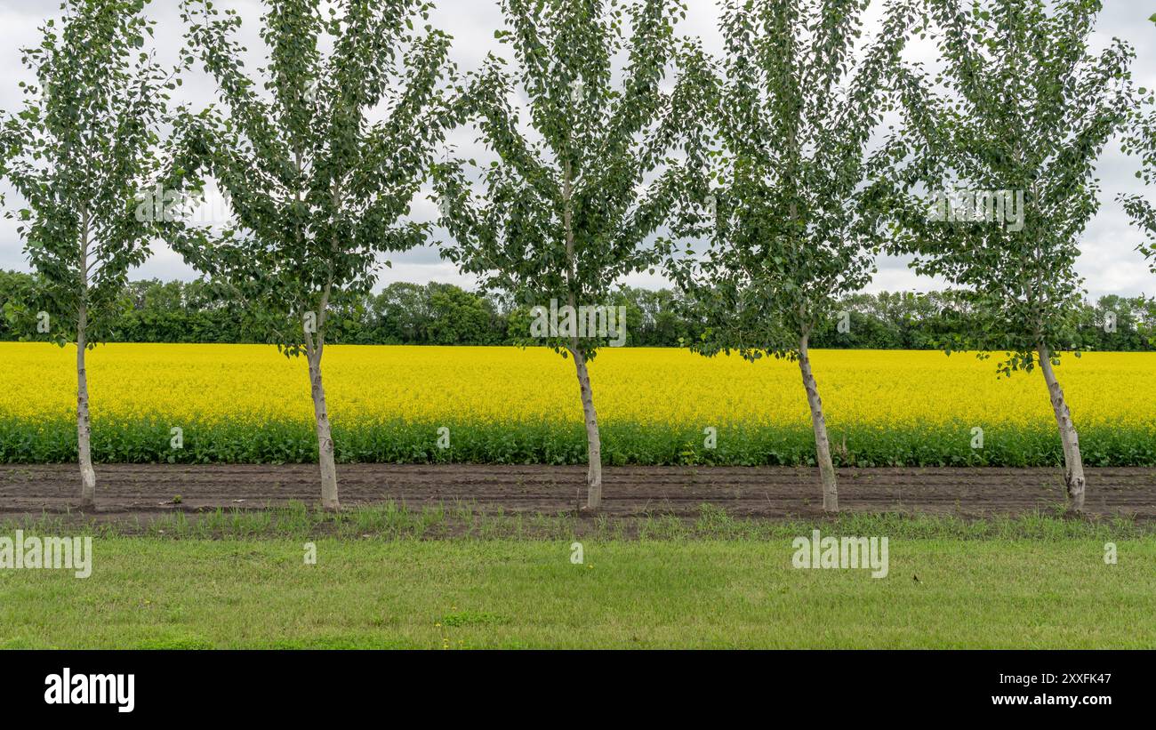 Un campo di canola giallo fiorito con alberi vicino a Schanzenfeld, Manitoba, Canada. Foto Stock
