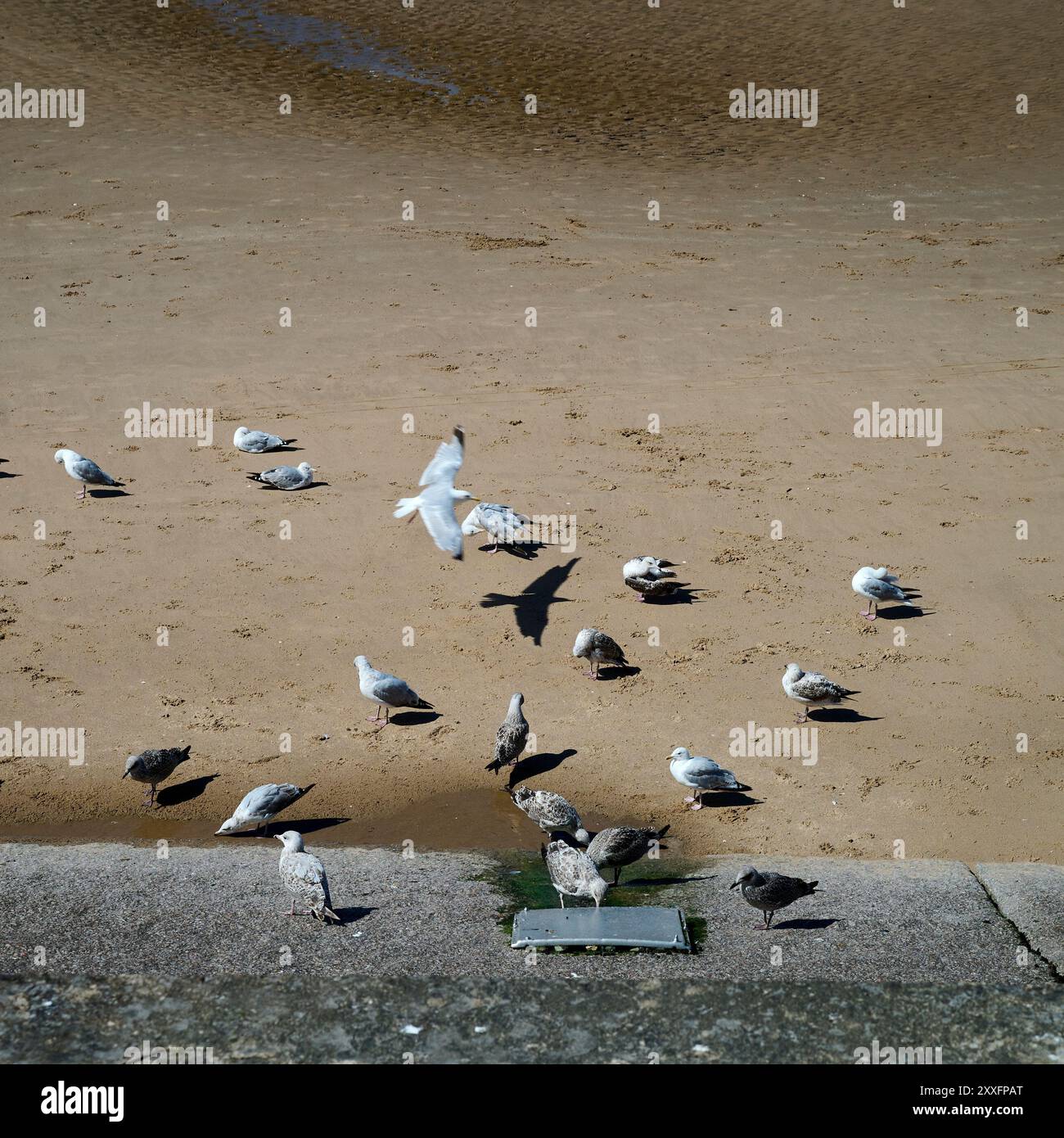 Abbeveratoio per uccelli marini sulla spiaggia di Blackpool Foto Stock