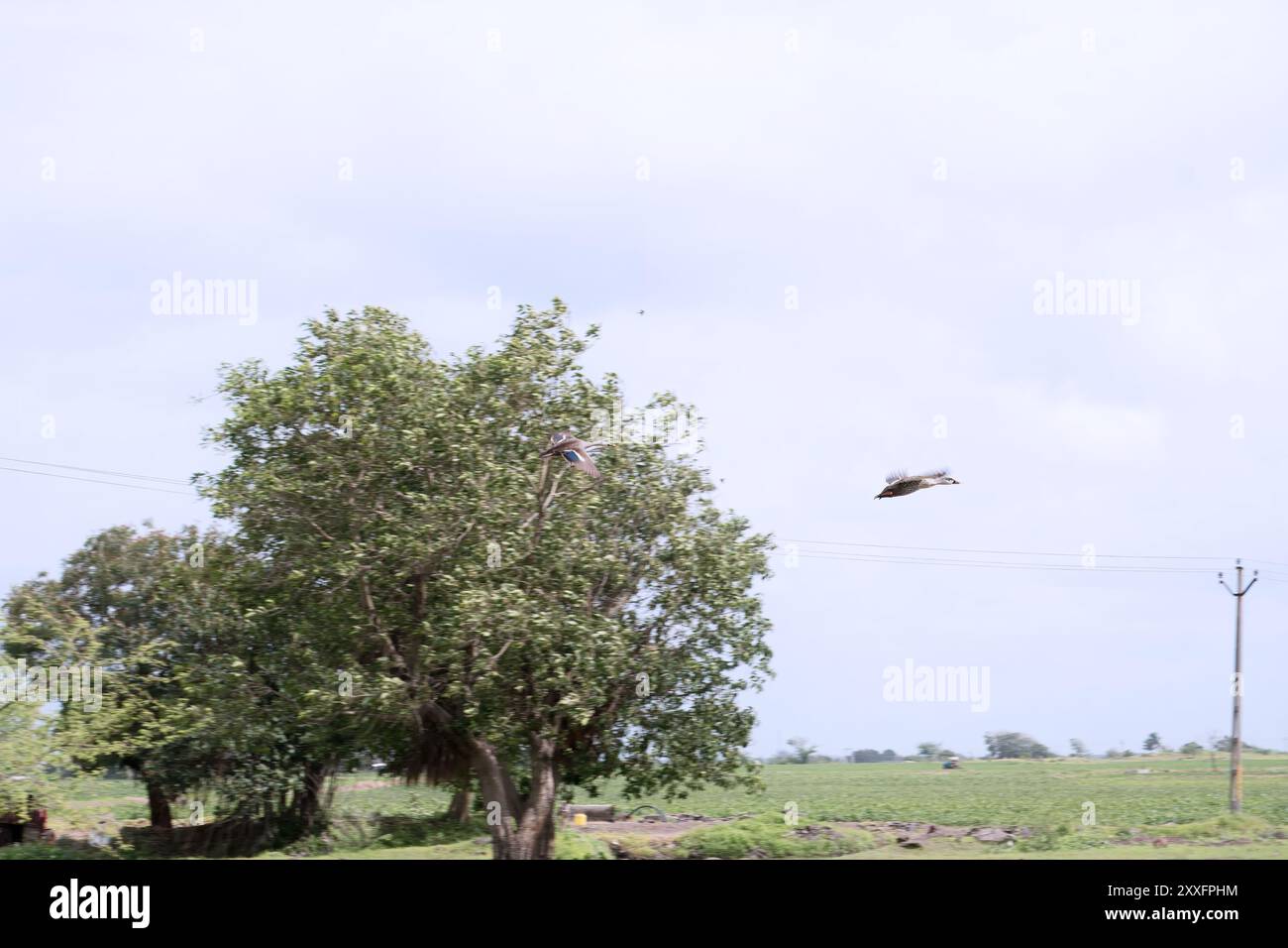 Un albero torreggiante adornato da una significativa foglia verde, che rappresenta la lucentezza e la ricchezza dell'ambiente naturale Foto Stock