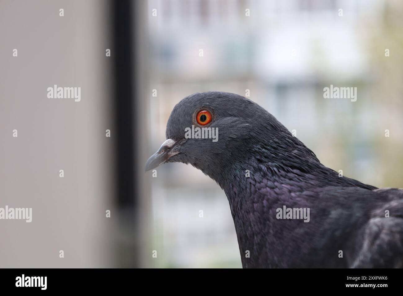 Primo piano del piccione, uccello alla finestra, giorno d'estate, bellissimo ritratto del piccione, occhi dei piccioni in macro, primo piano estremo Foto Stock