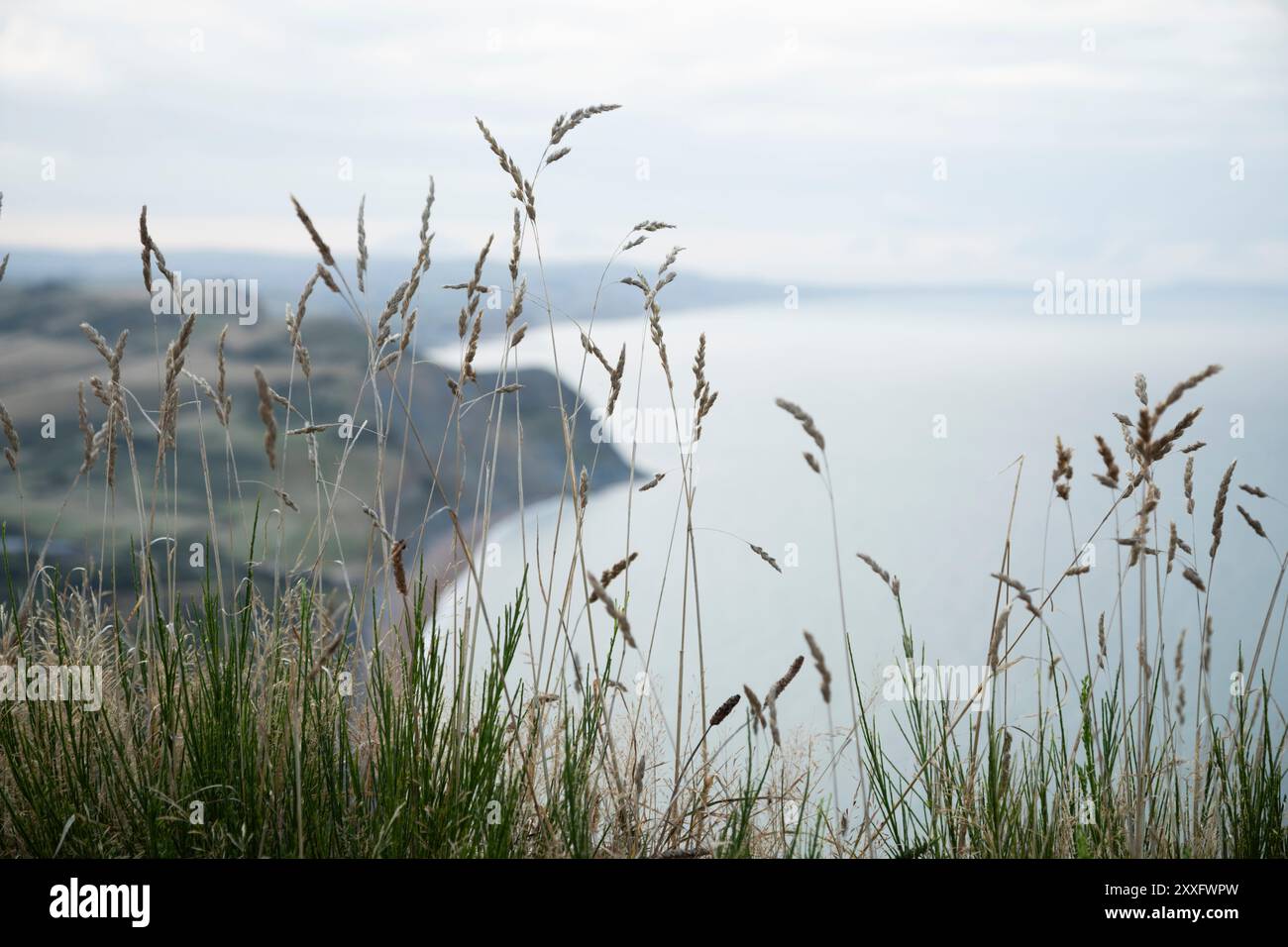 Vista della Jurassic Coast dal Golden Cap all'alba. Dorset, Regno Unito. Foto Stock