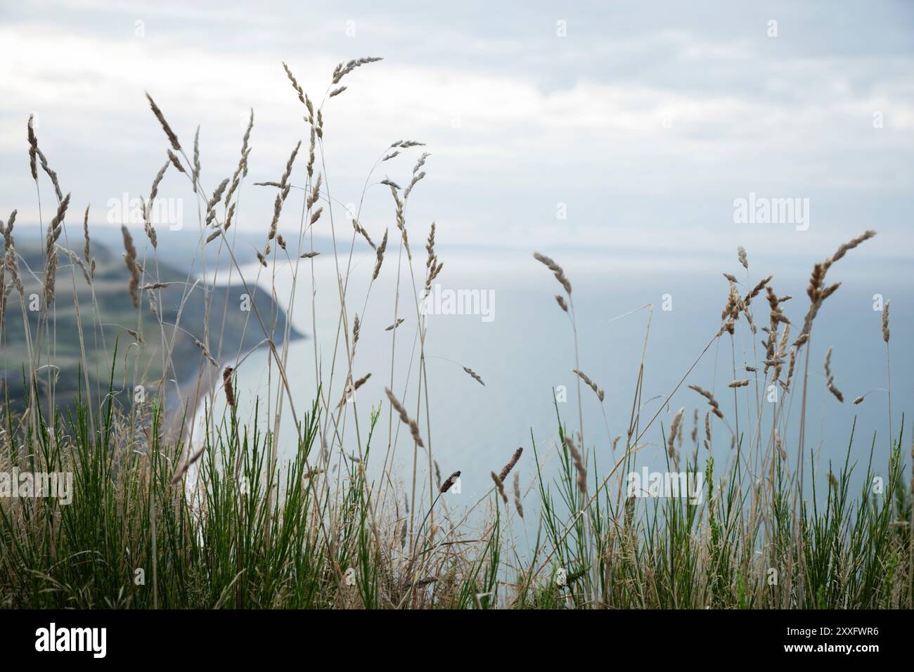 Vista della Jurassic Coast dal Golden Cap all'alba. Dorset, Regno Unito. Foto Stock