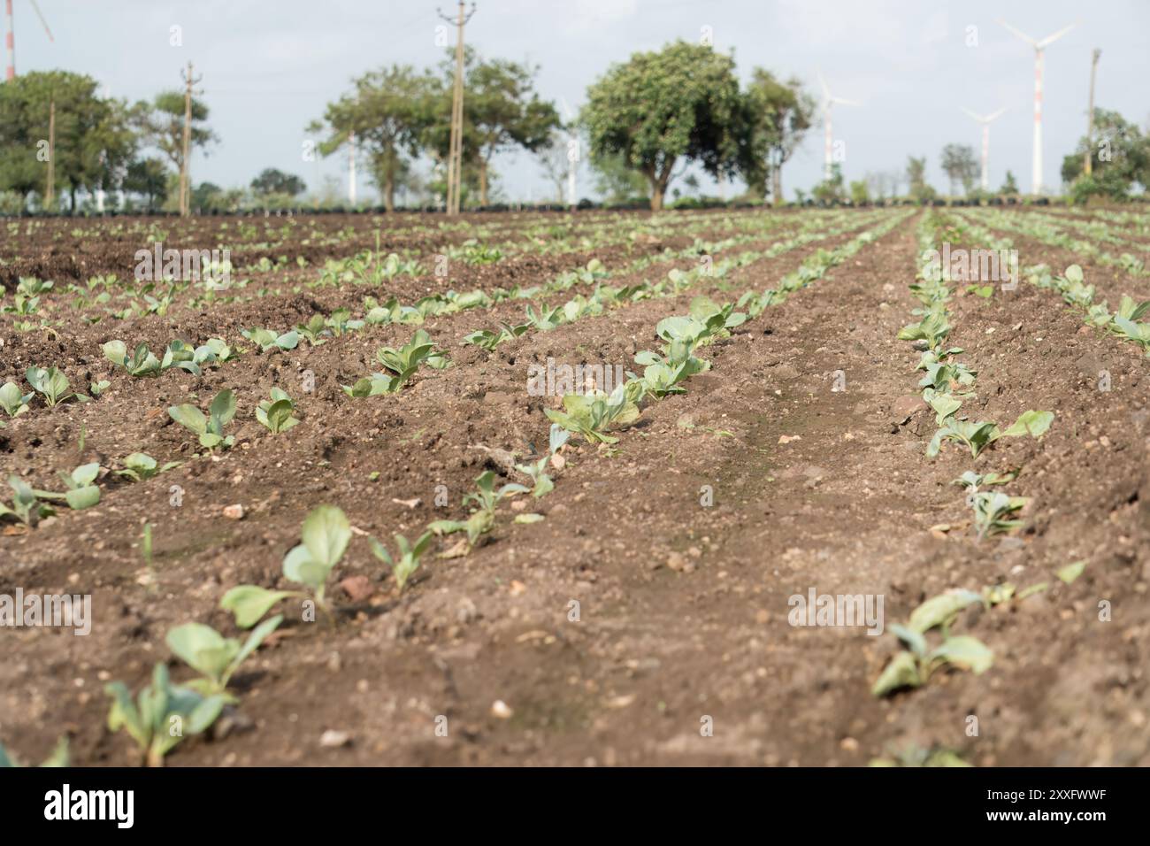 Una pianta emergente di cavolo che prospera nel terreno agricolo produttivo Foto Stock