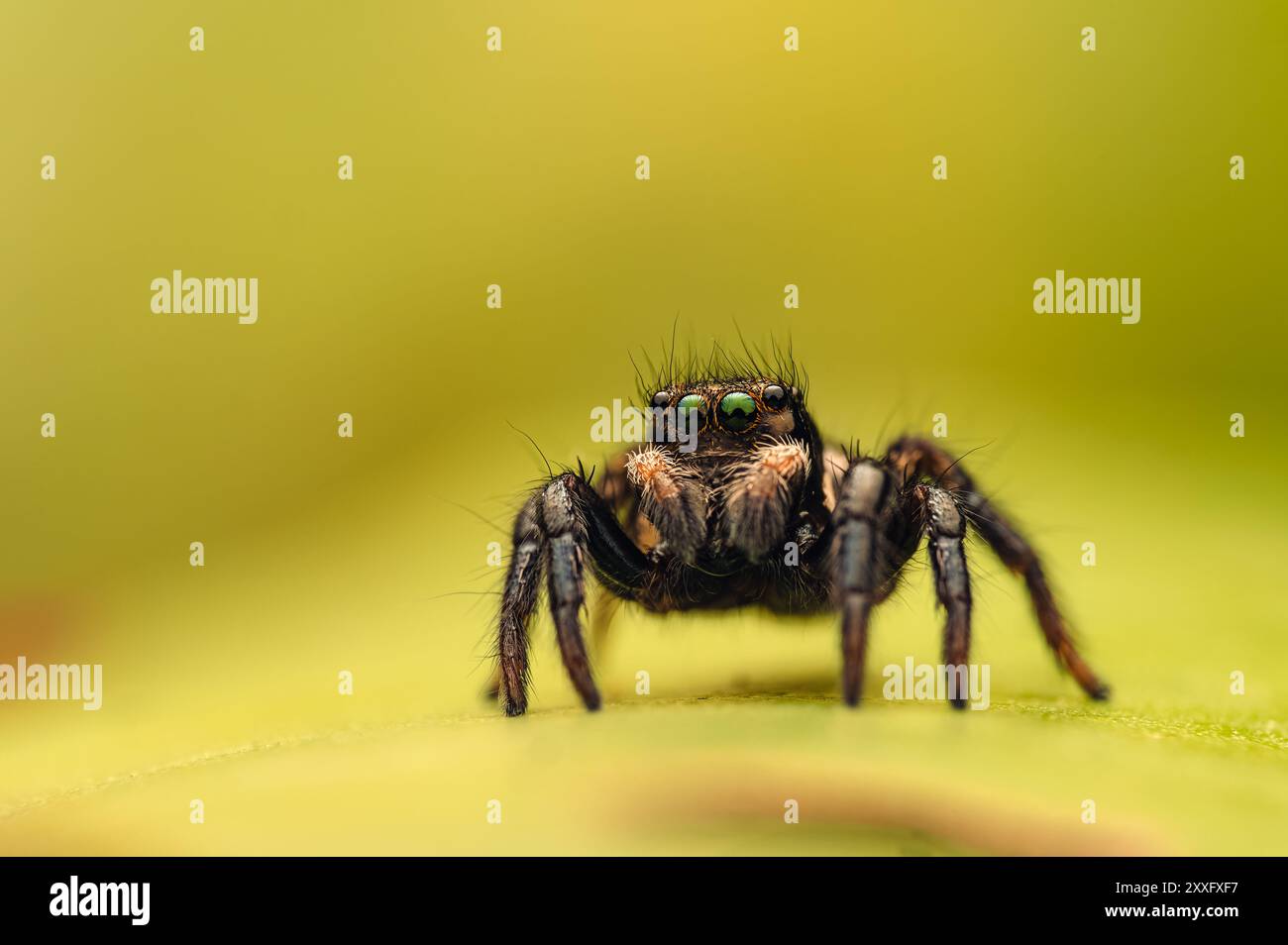 Un ragno che salta (Salticidae) è visto in una foto macro dettagliata, seduta su una foglia gialla. La vista ravvicinata evidenzia le complesse funzioni del ragno Foto Stock