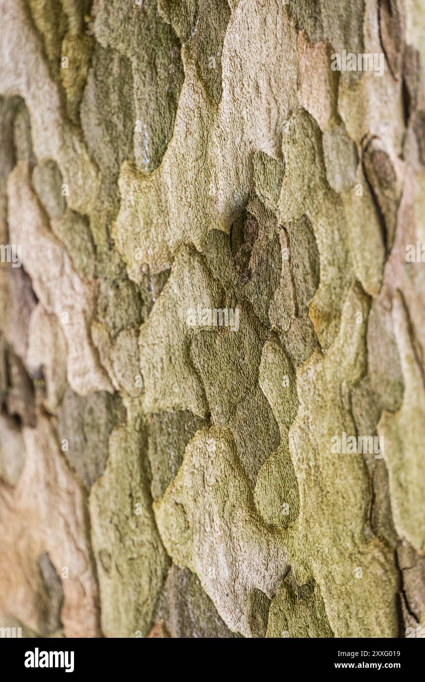 Bark of London Plane Foto Stock