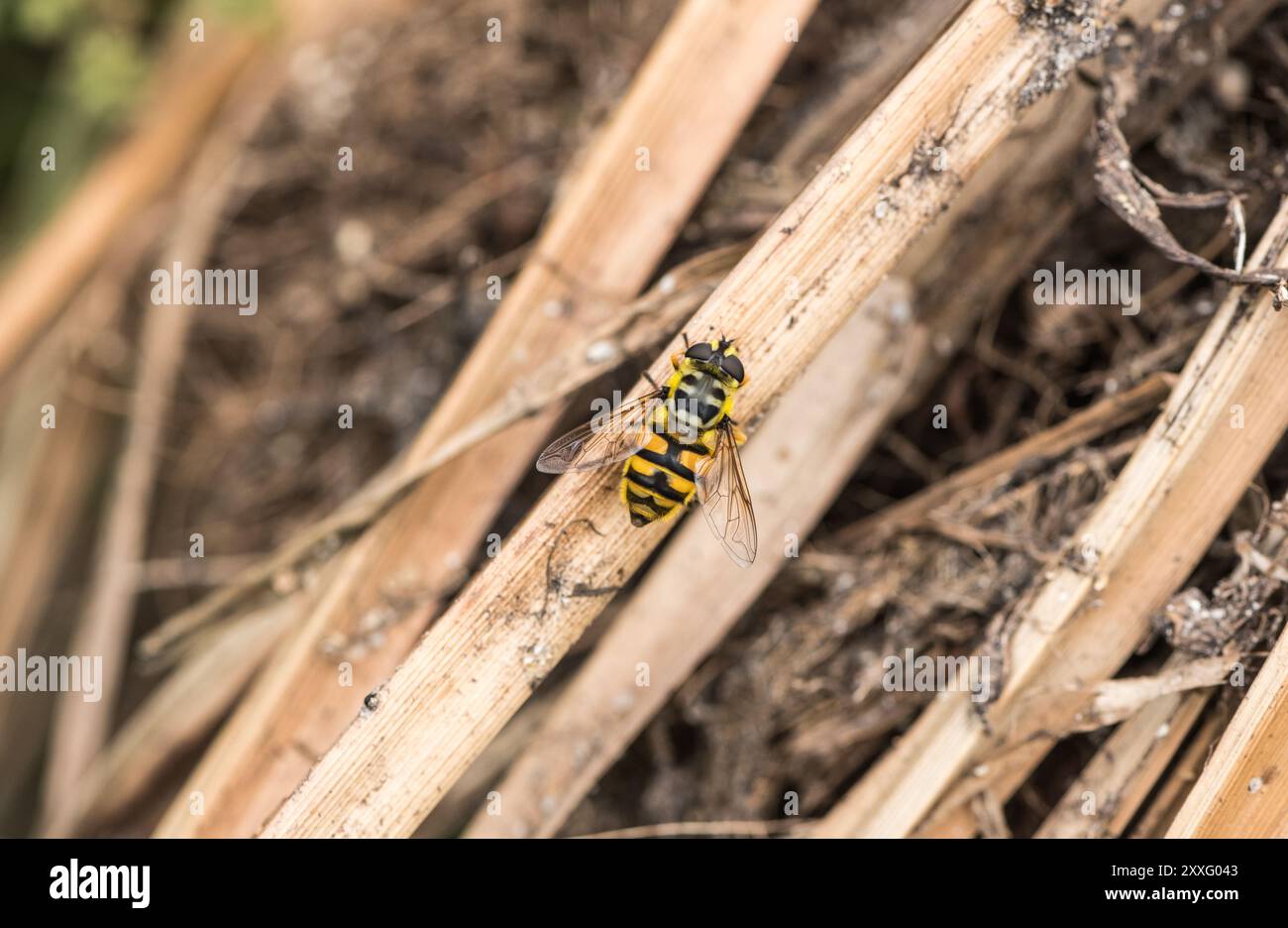 Appollaiato Batman Hoverfly (Myathropa florea) a Rye Meads, Herts Foto Stock