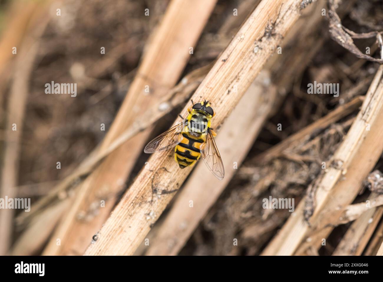 Appollaiato Batman Hoverfly (Myathropa florea) a Rye Meads, Herts Foto Stock