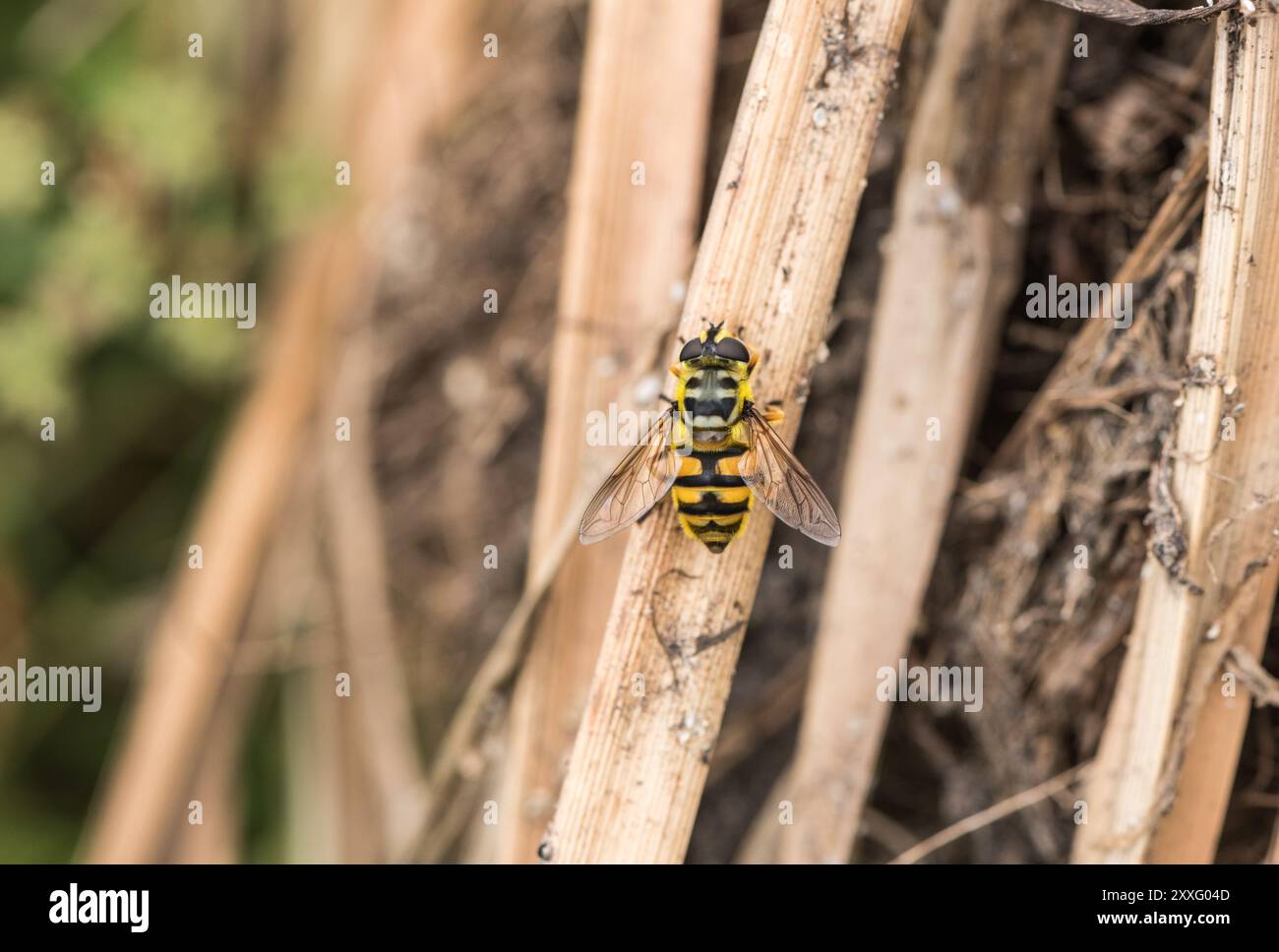 Appollaiato Batman Hoverfly (Myathropa florea) a Rye Meads, Herts Foto Stock