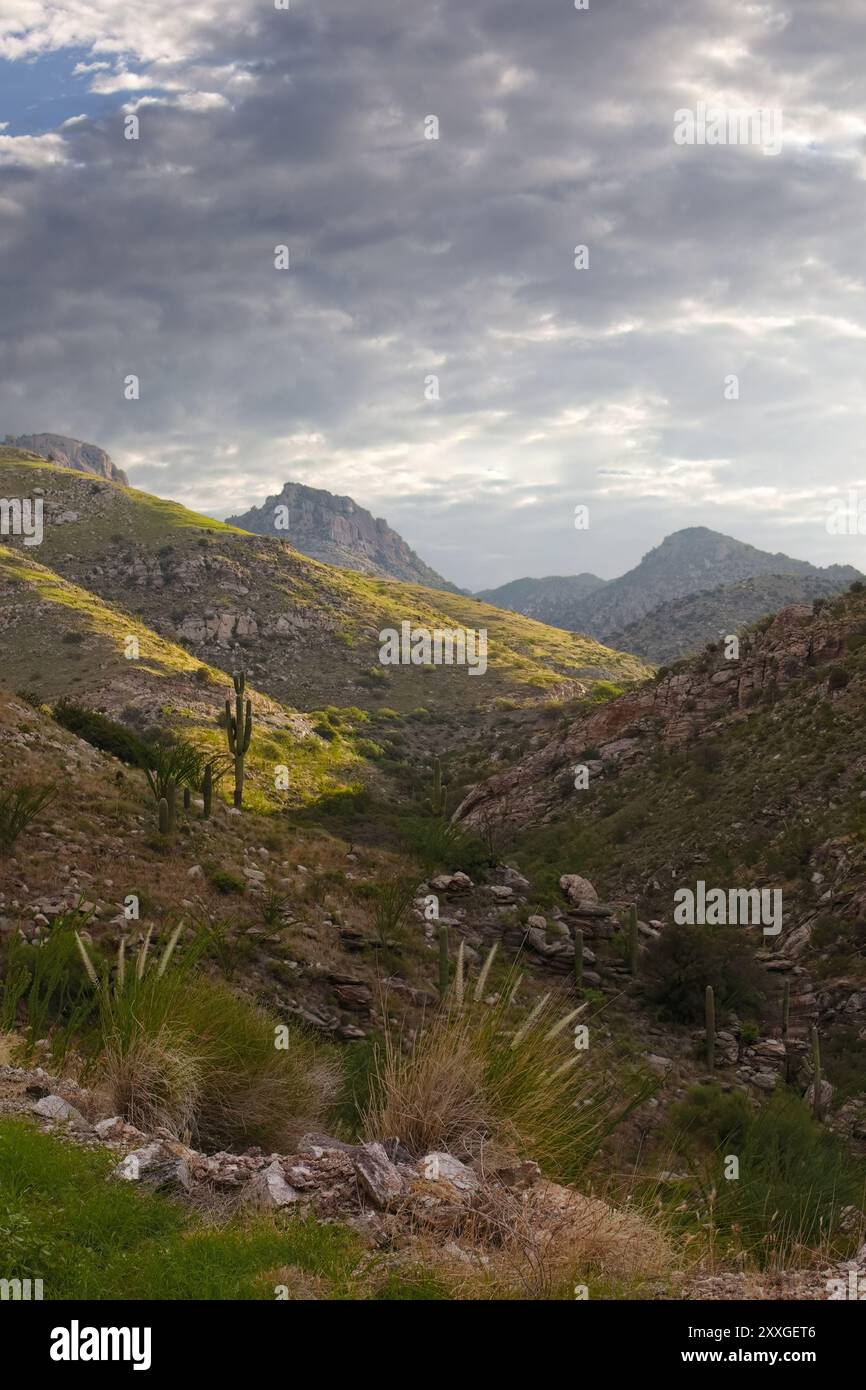 Vista dal monte Lemmon's Molino Canyon area lungo la Catalina Highway, strada panoramica nella Foresta Nazionale di Coronado e nelle Catalina Mountains di Tucson, Foto Stock