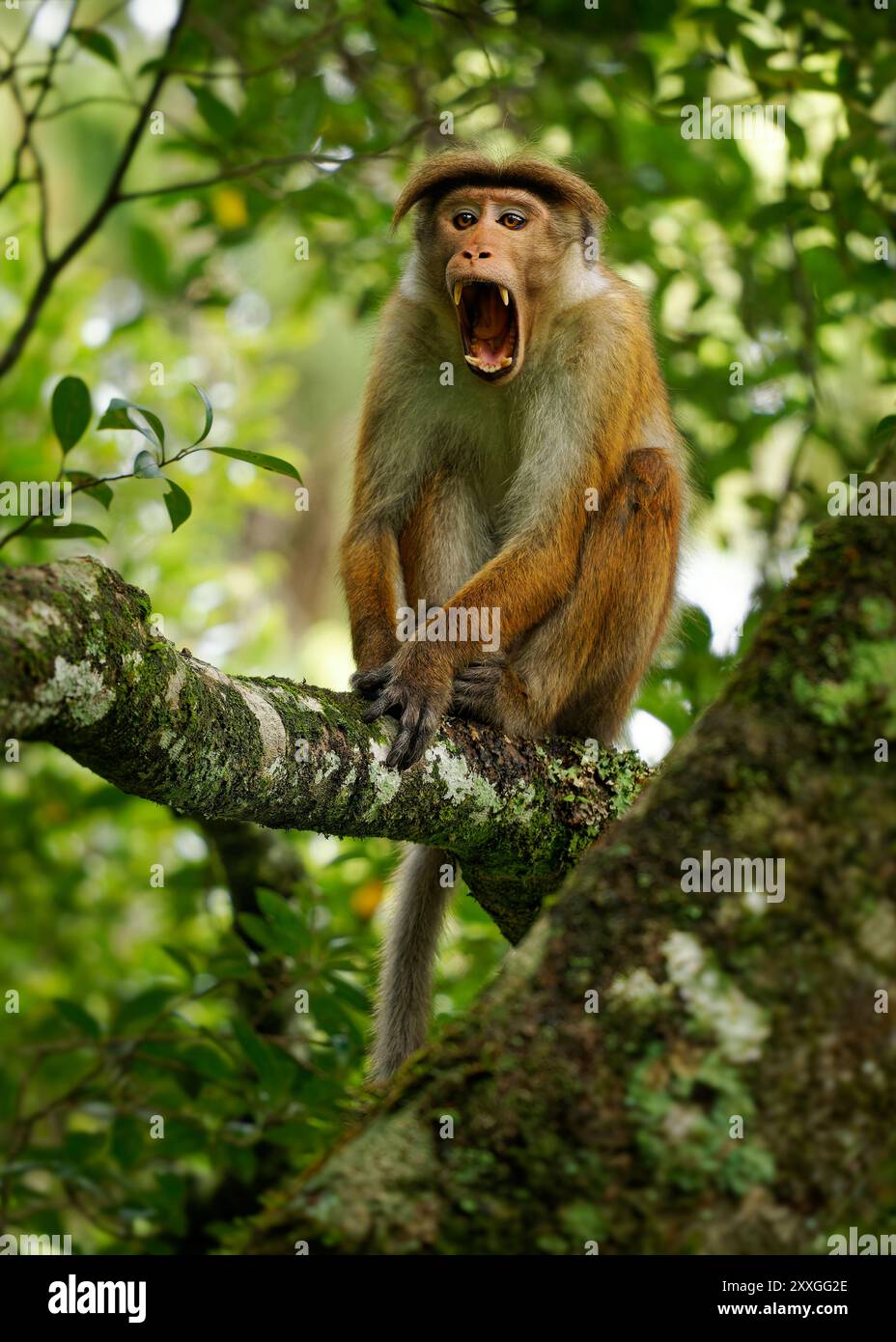 Toque Macaque Macaca sinica scimmia bruna rossastro del Vecchio mondo endemica dello Sri Lanka, conosciuta come rilewa o rilawa, scimmia adulta nell'albero con ba verde Foto Stock