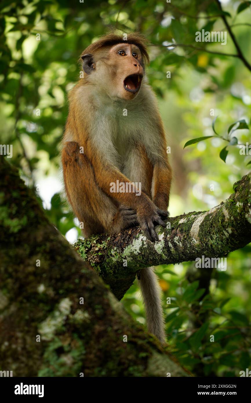 Toque Macaque Macaca sinica scimmia bruna rossastro del Vecchio mondo endemica dello Sri Lanka, conosciuta come rilewa o rilawa, scimmia adulta nell'albero con ba verde Foto Stock