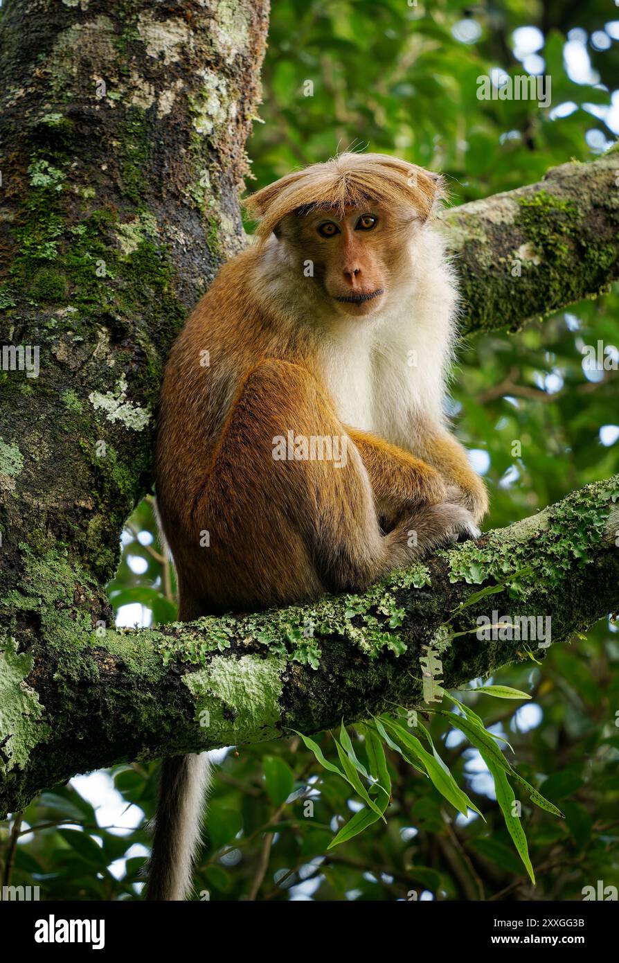 Toque Macaque Macaca sinica scimmia bruna rossastro del Vecchio mondo endemica dello Sri Lanka, conosciuta come rilewa o rilawa, scimmia adulta nell'albero con ba verde Foto Stock