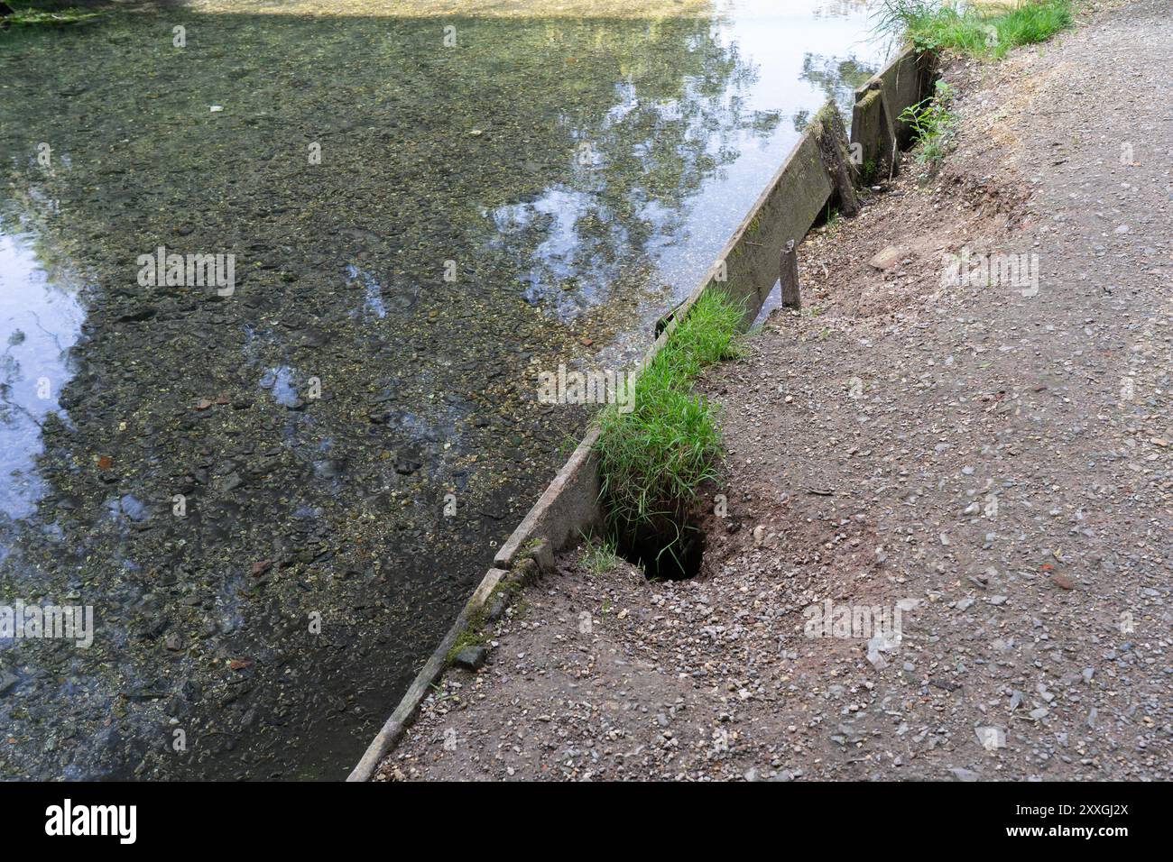 Protezione contro l'erosione artificiale realizzata con picchetti e tavole di legno che è stata minata e sta fallendo. River Loddon, Basingstoke, Regno Unito Foto Stock