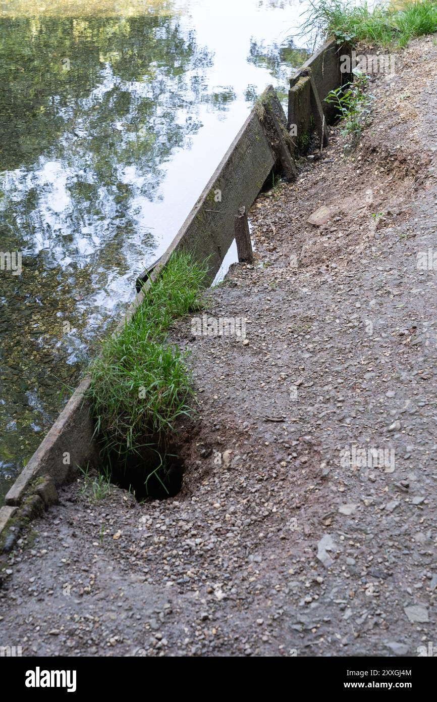 Protezione contro l'erosione artificiale realizzata con picchetti e tavole di legno che è stata minata e sta fallendo. River Loddon, Basingstoke, Regno Unito Foto Stock