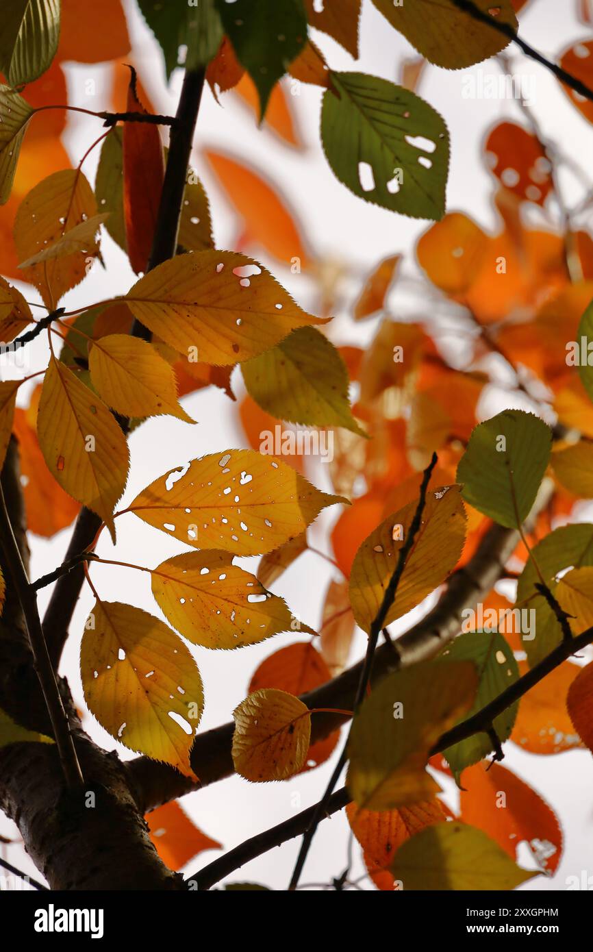 Foglie di ciliegio che iniziano a diventare colori autunnali Foto Stock