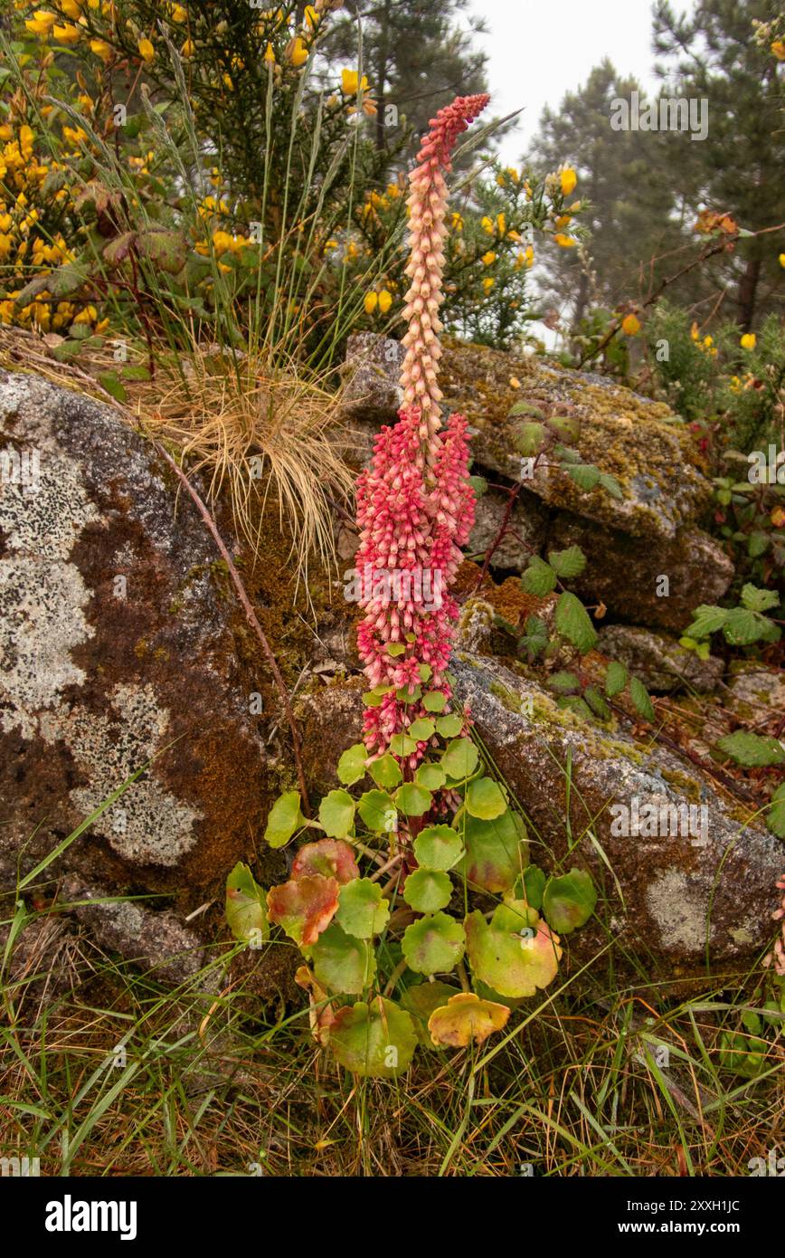 Fiori di ombelico, il cosiddetto ombelico di Venere, che cresce su un muro di pietra secca lungo il cammino di Fisterra y Muxia. La pianta peculiare è una vista comune su pareti e terreni rocciosi nella regione spagnola della Galizia. Foto Stock