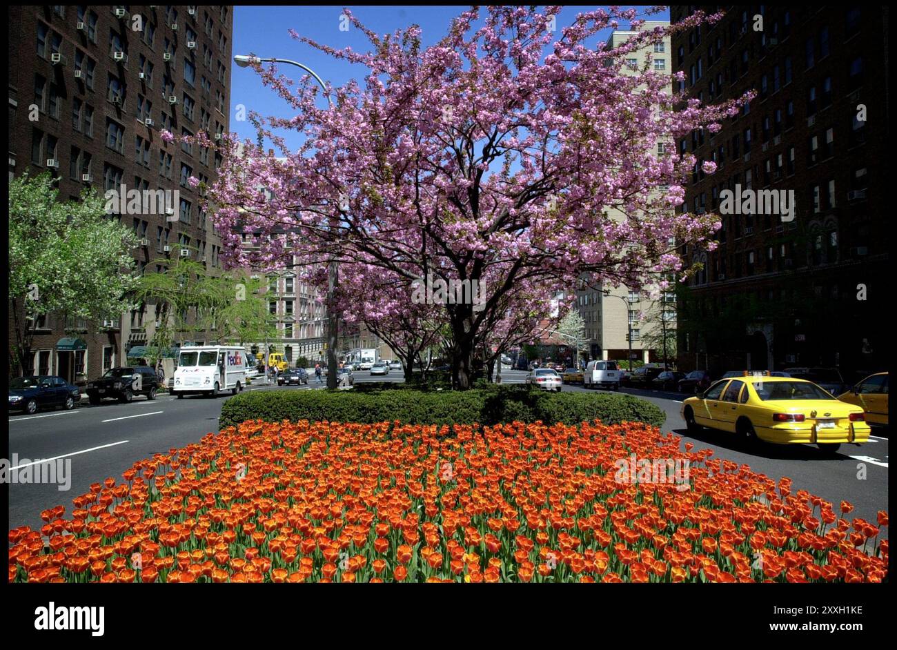 Divisorio / parco con tulipani rossi e ciliegi giapponesi in fiore su Park Avenue, Upper East Side. Foto Stock