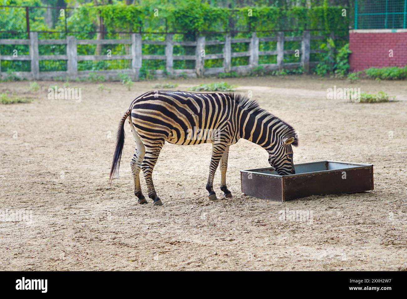 Zebra di Burchell che mangia cibo nella fattoria privata, nomi comuni : Bontequagga, Damara zebra e Zulululand zebra Foto Stock