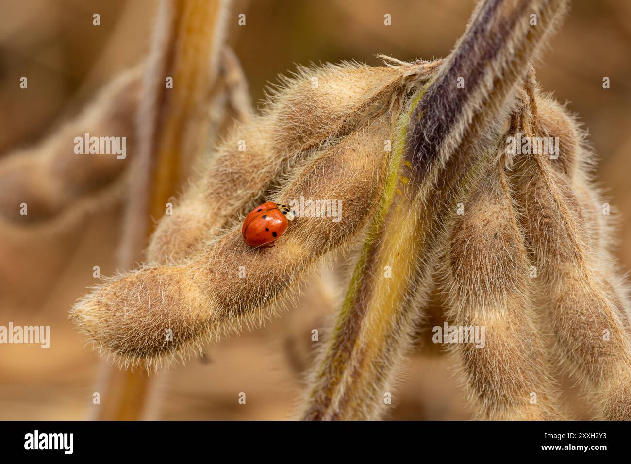 Scarabeo femminile con sette macchie sulla pianta di soia. Concetto di insetti benefici per l'agricoltura, lotta contro i parassiti e danni alle colture. Foto Stock