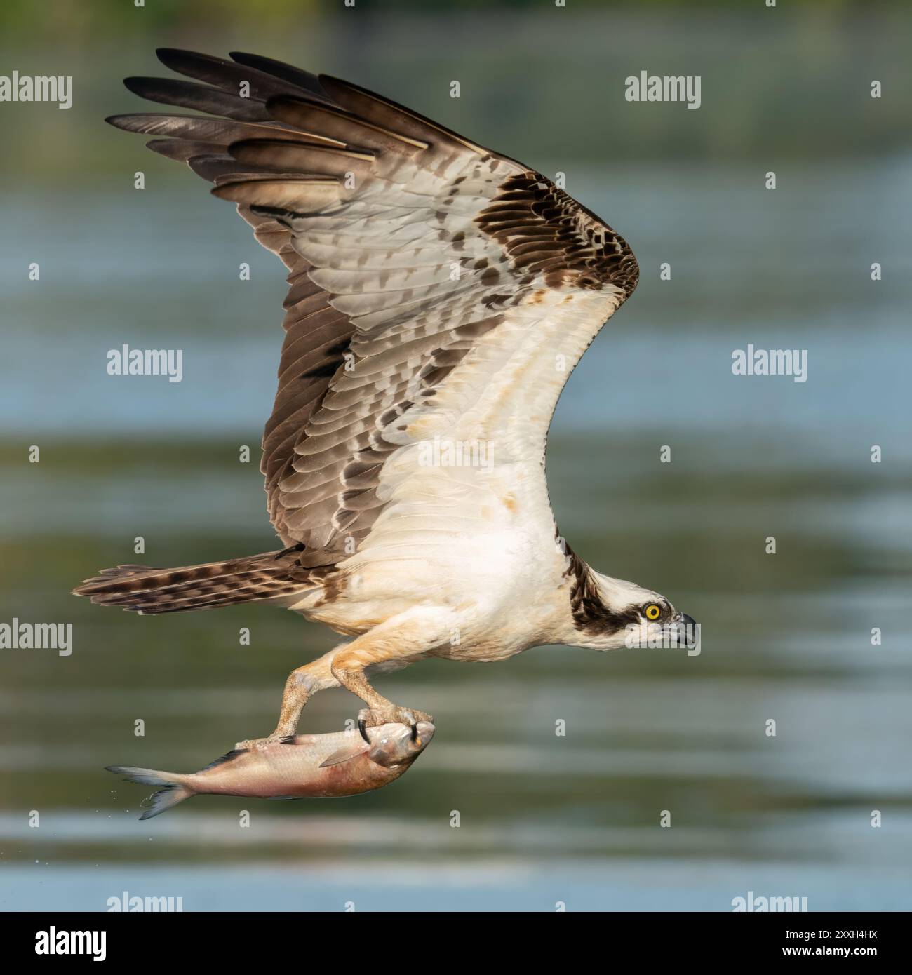 Un falco pescatore che cattura un pesce Foto Stock