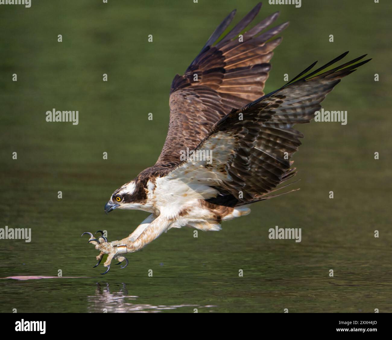 Un falco pescatore che arriva per prendere un pesce. Foto Stock