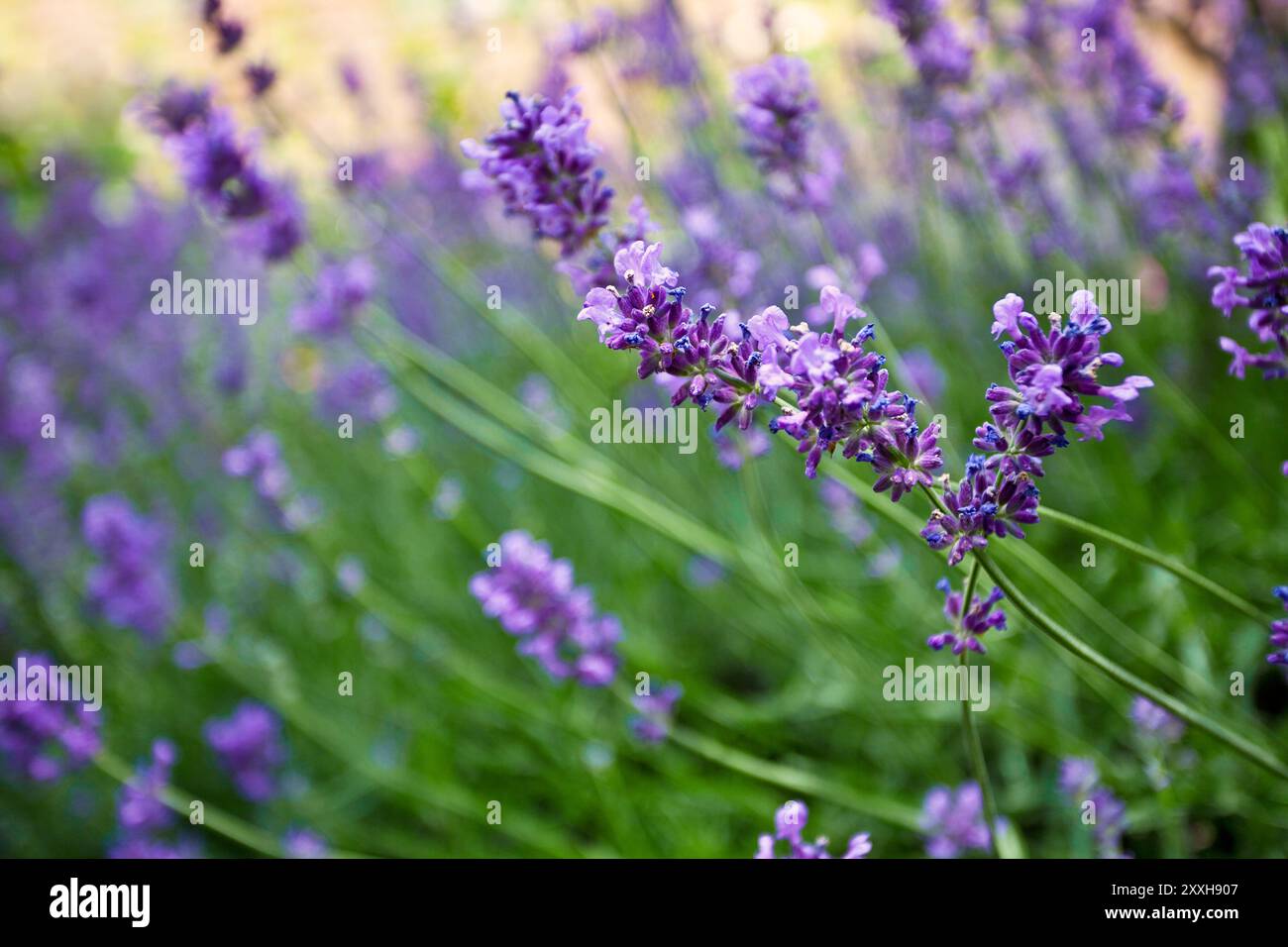 Lavanda (Lavandula angustifolia) in giardino in una soleggiata giornata estiva Foto Stock