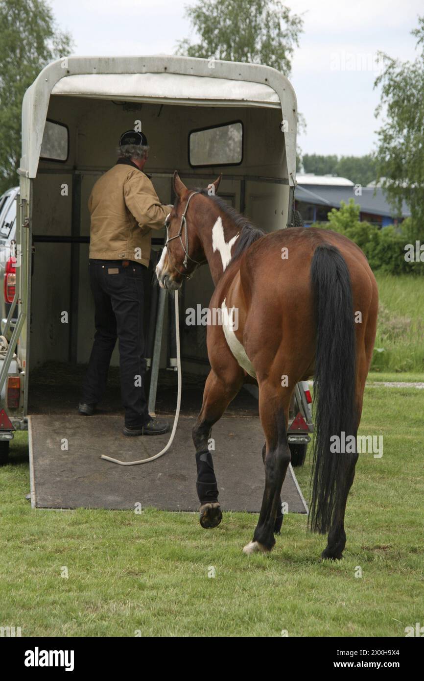Il cavallo viene condotto in un rimorchio Foto Stock