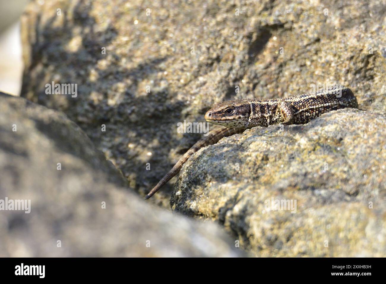 Lucertola di sabbia femminile tra pietre. Lucertola di sabbia che prende il sole Foto Stock