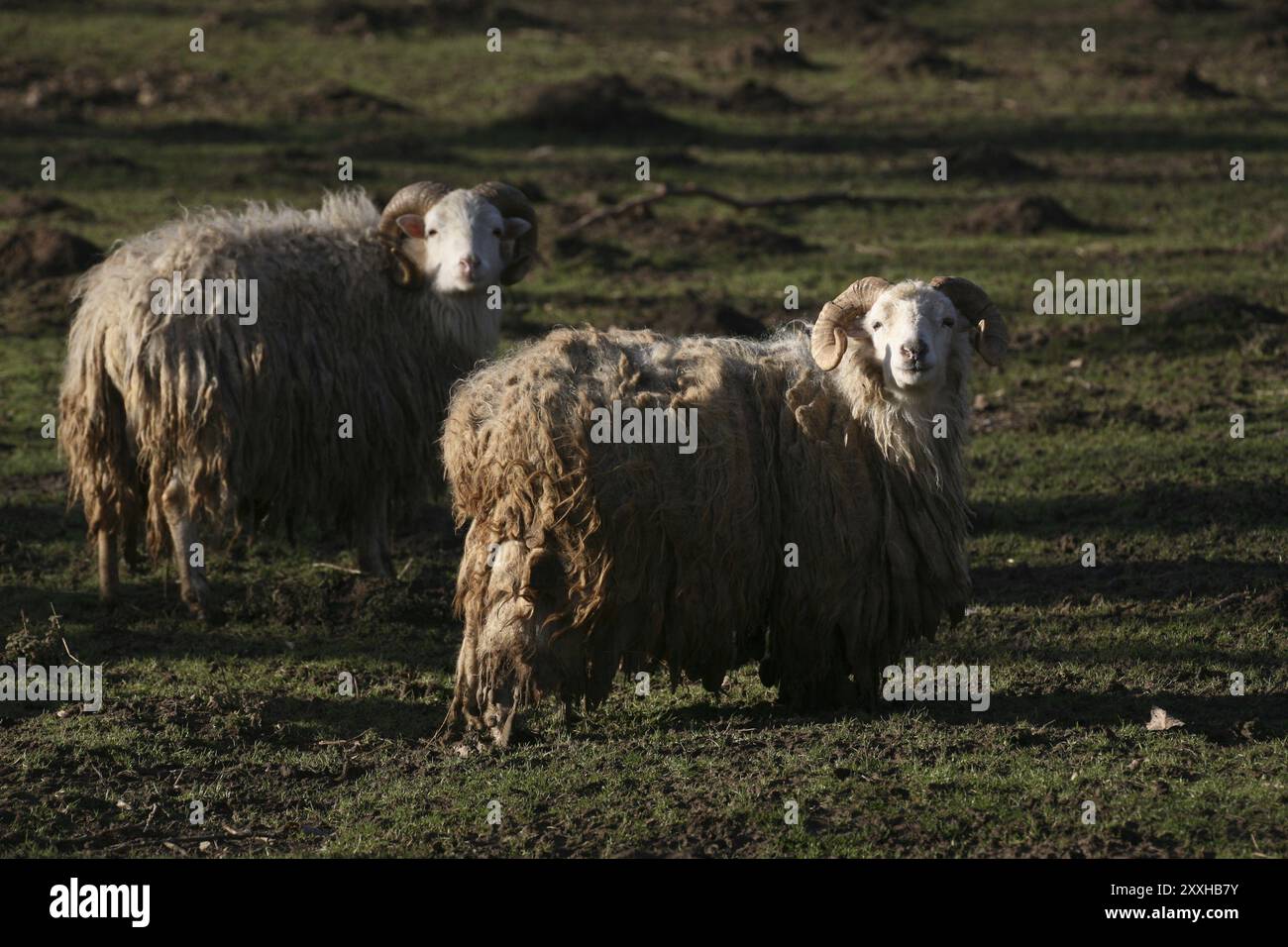 Skudden, questa razza di pecore è sulla lista rossa degli animali da fattoria minacciati di estinzione! Foto Stock