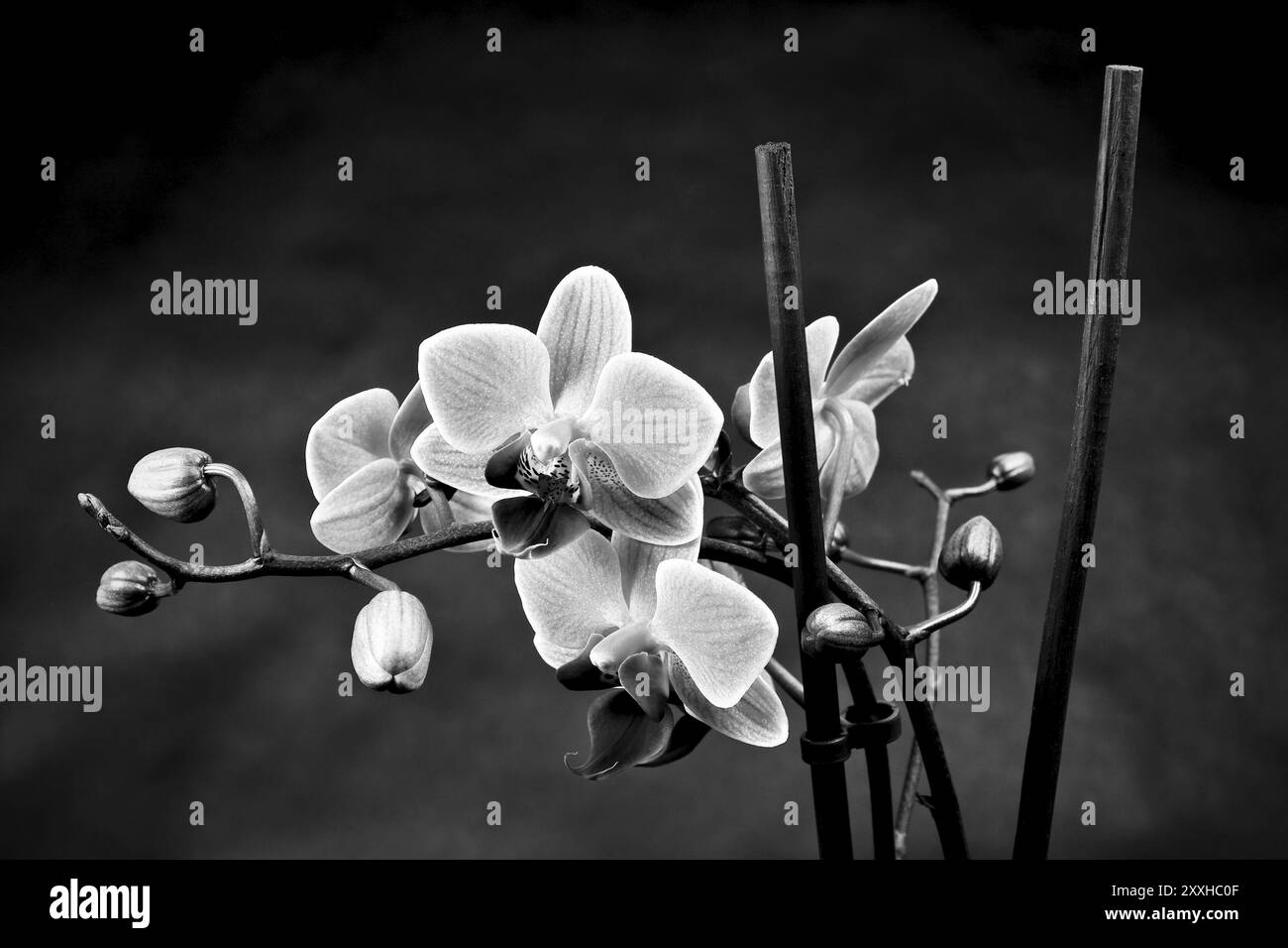 Un'orchidea contro uno sfondo nero Foto Stock