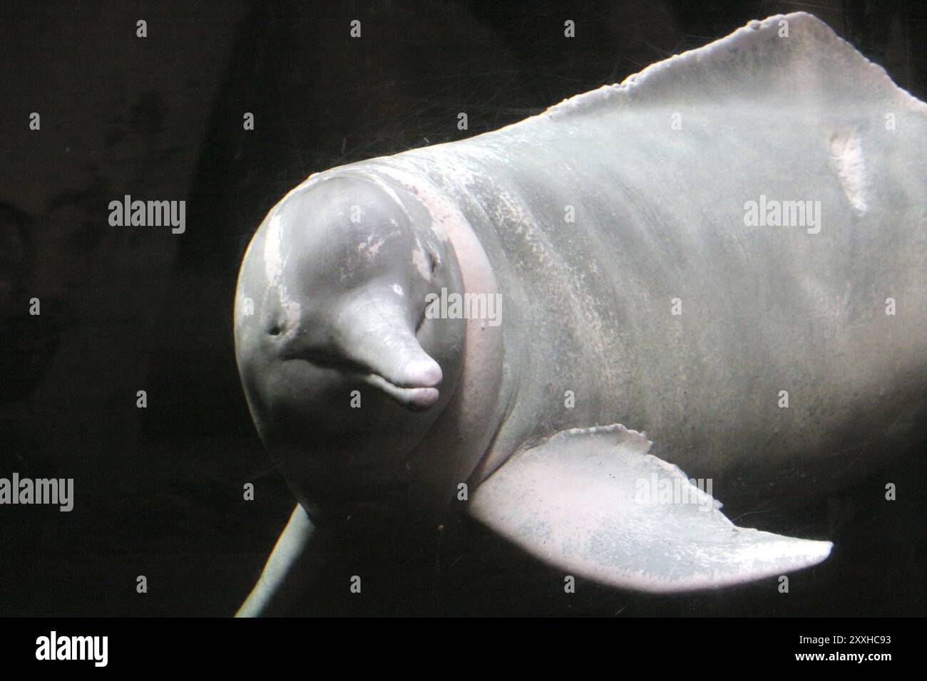 Delfino amazzonico Foto Stock