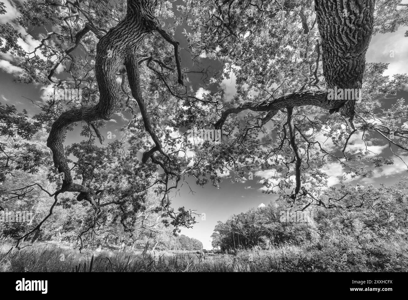 Oaks presso il fiume Eman, provincia di Smaland, Svezia, settembre 2013, Europa Foto Stock