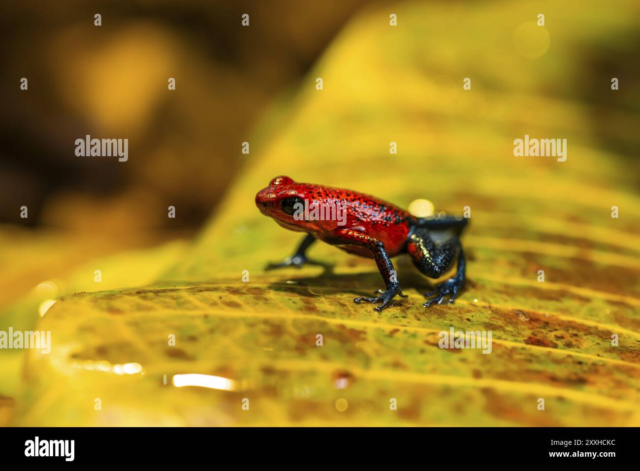 Rana veleno (Oophaga pumilio) di fragole seduta su una foglia gialla, provincia di Heredia, Costa Rica, America centrale Foto Stock