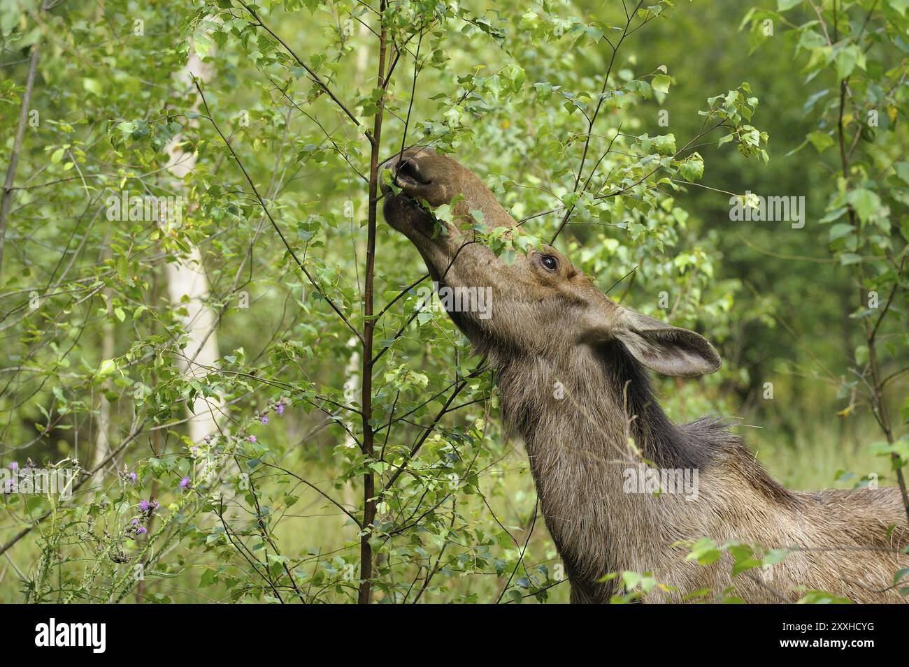 Alce eurasiatica, alce europeo, Alces alces, Germania, Germania, Europa Foto Stock