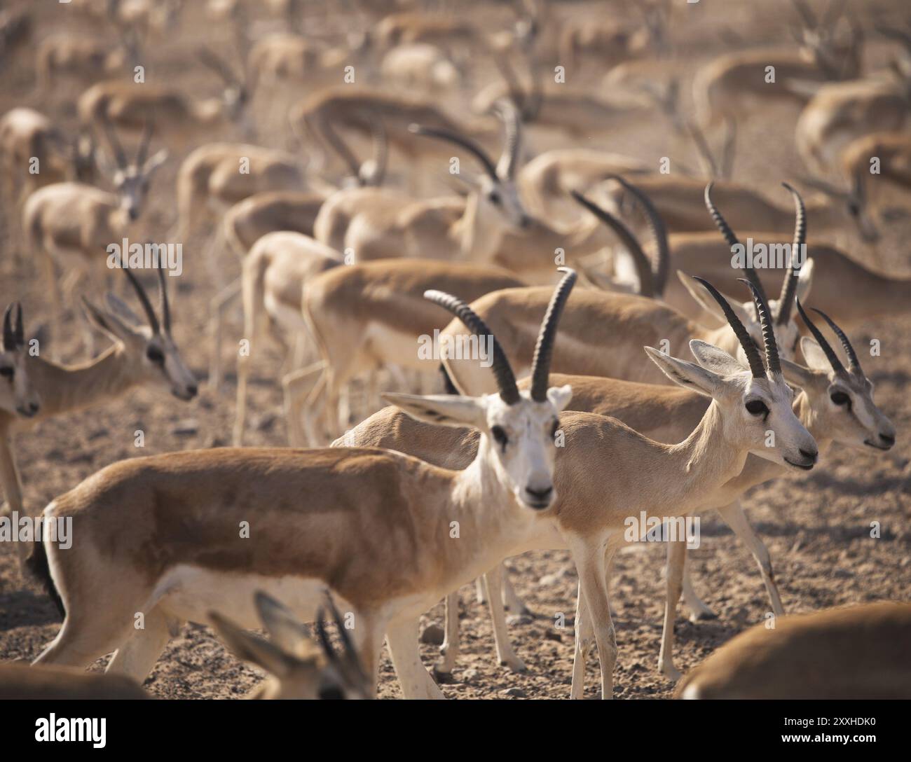 Gazzelle. Arabian Wildlife in habitat naturali. Emirati arabi uniti Foto Stock